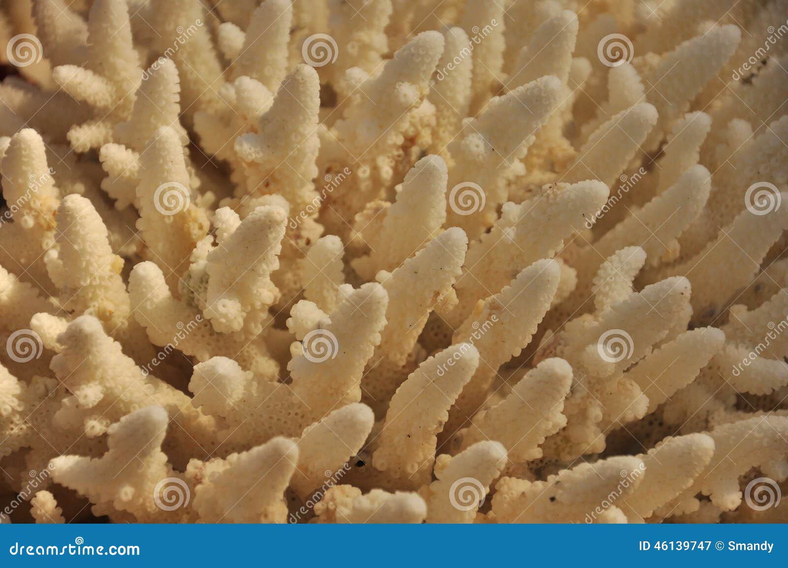 White Coral Close-up Image of Endangered Species Stock Image - Image of ...