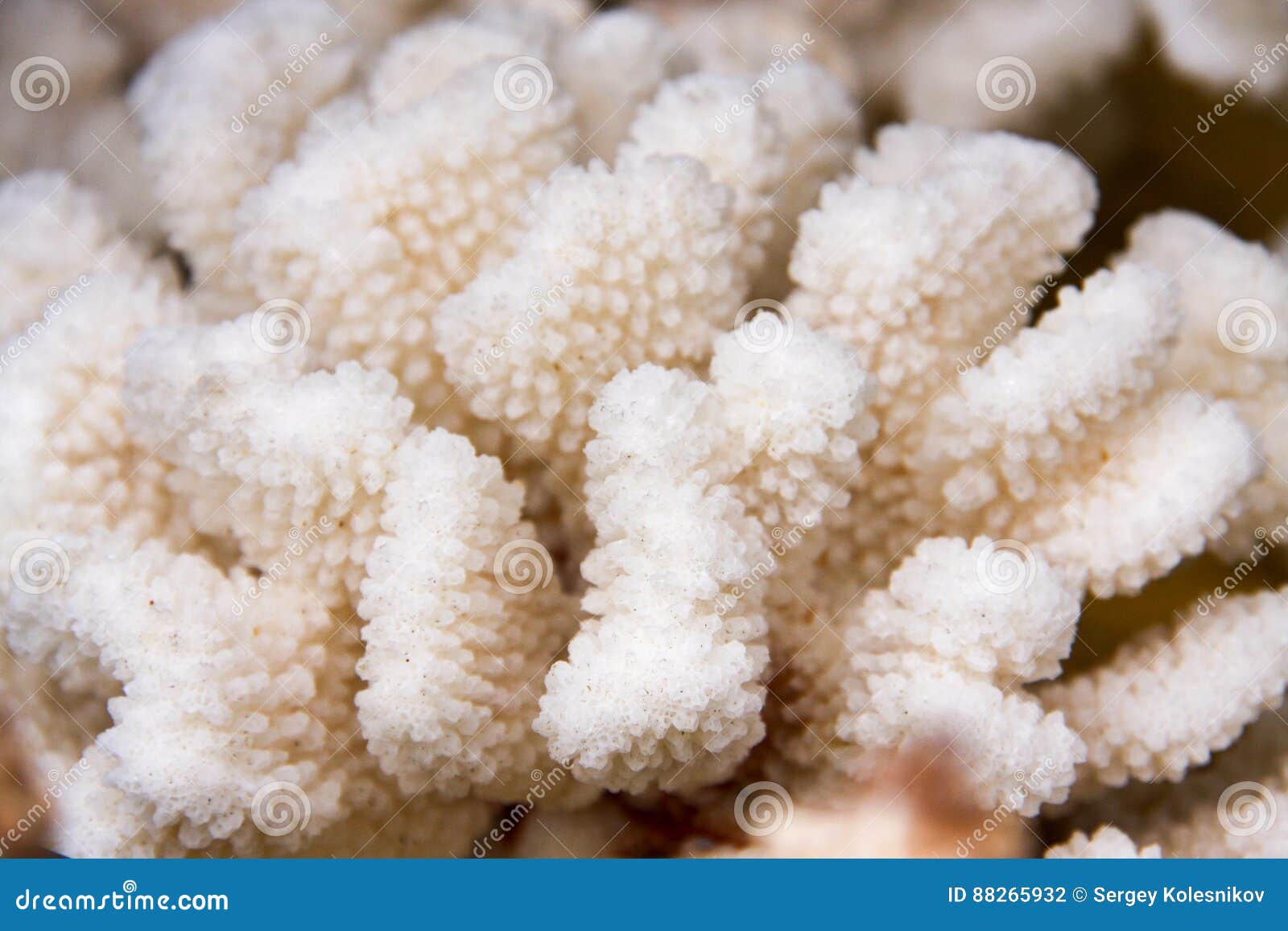 White Coral Close-up Macro As Background Stock Photo - Image of mollusk ...