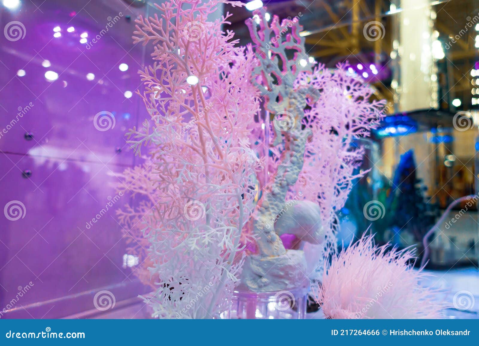 White Coral Plants for Aquarium Decoration Stock Photo Image of