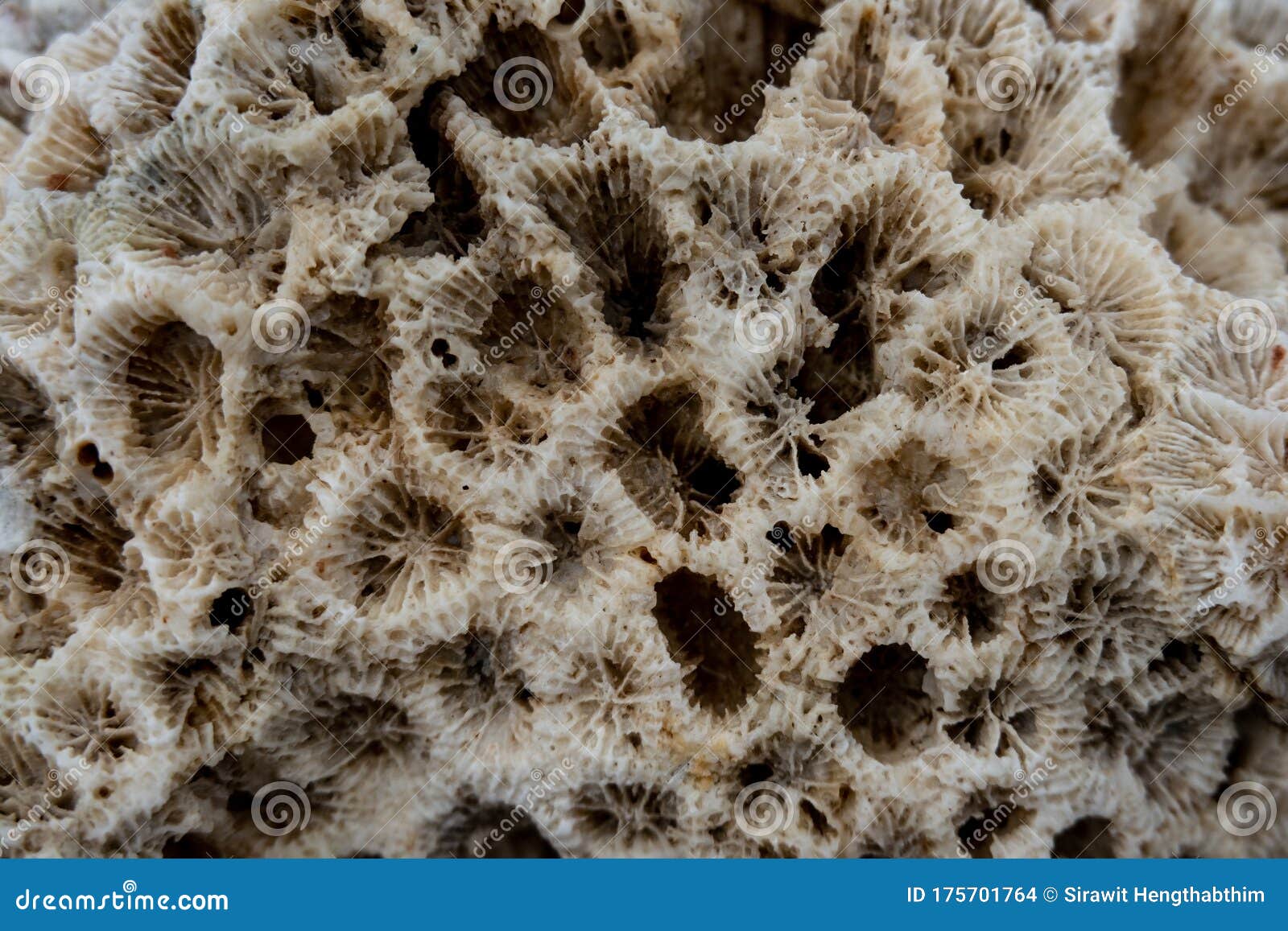 White Coral Texture Macro Photo. Dry Sea Coral Structure Closeup Stock