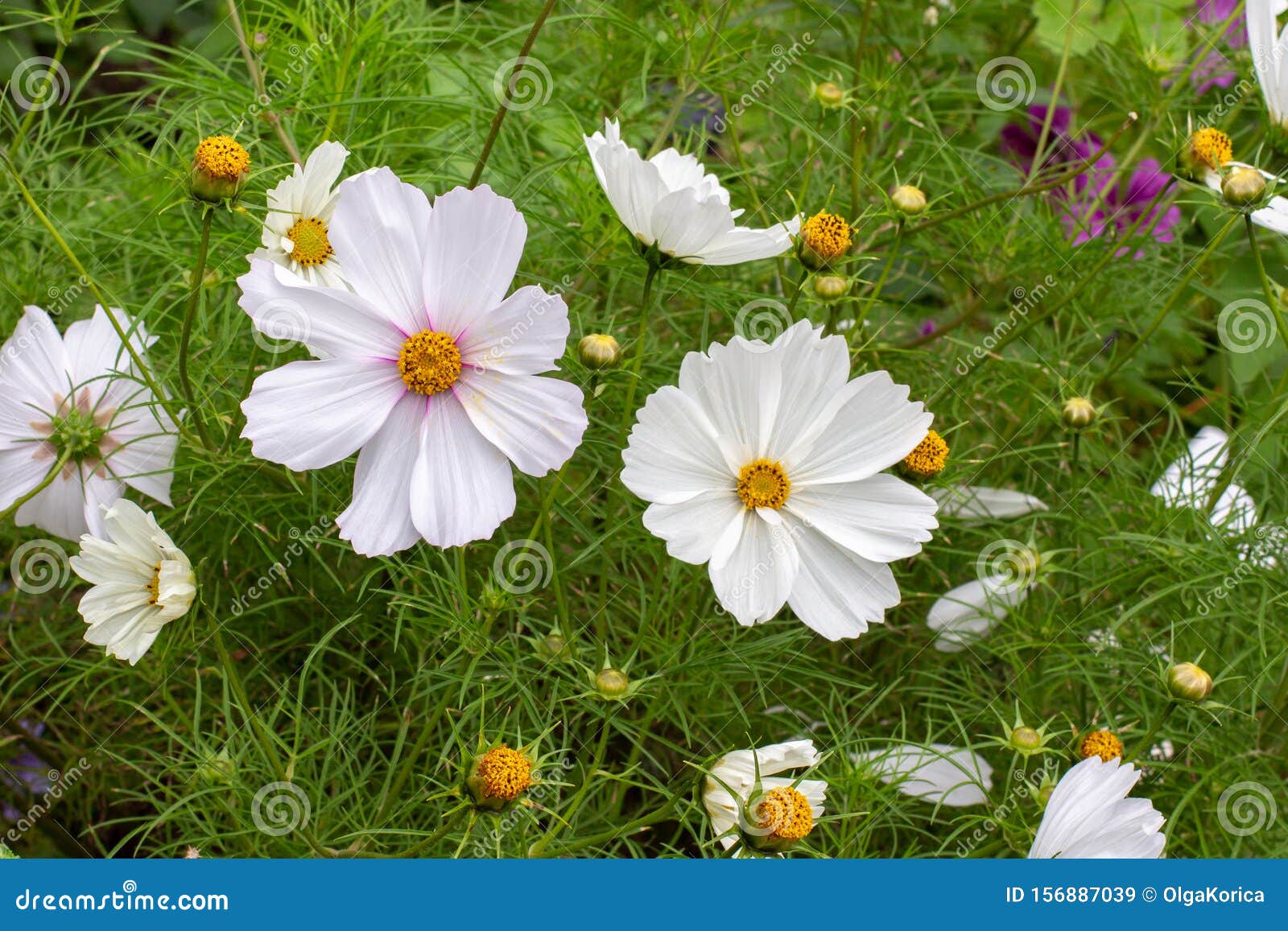 White Cosmos Bipinnatus Flowers In Nature Flower Decorative Garden Stock Image Image Of Landscape Flowerbed 156887039