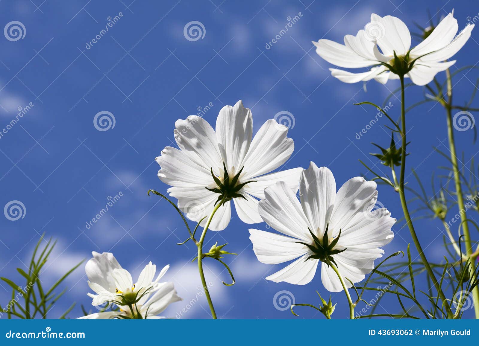 white cosmos flowers blue sky
