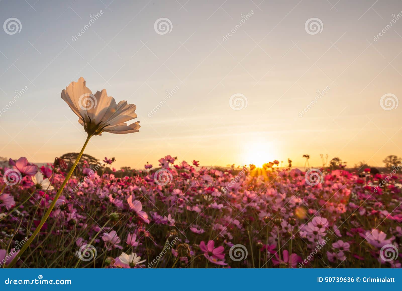 White cosmos with sunset stock photo. Image of floral 50739636