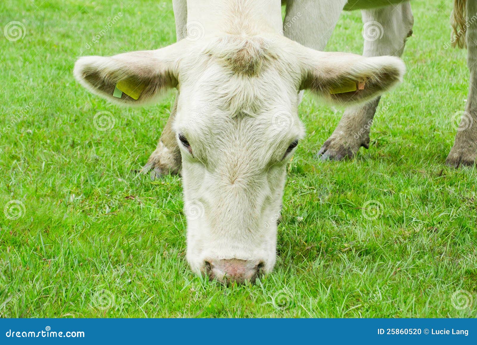White cow eating grass stock photo. Image of white, bovine 25860520