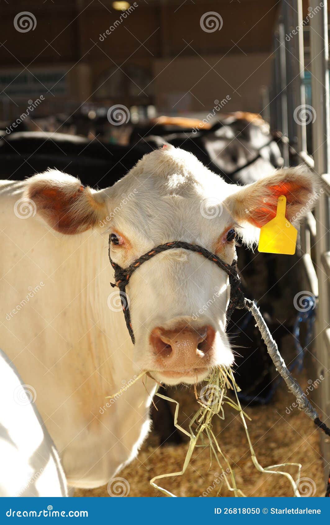 White Cow at Fair stock photo. Image of animal, white - 26818050