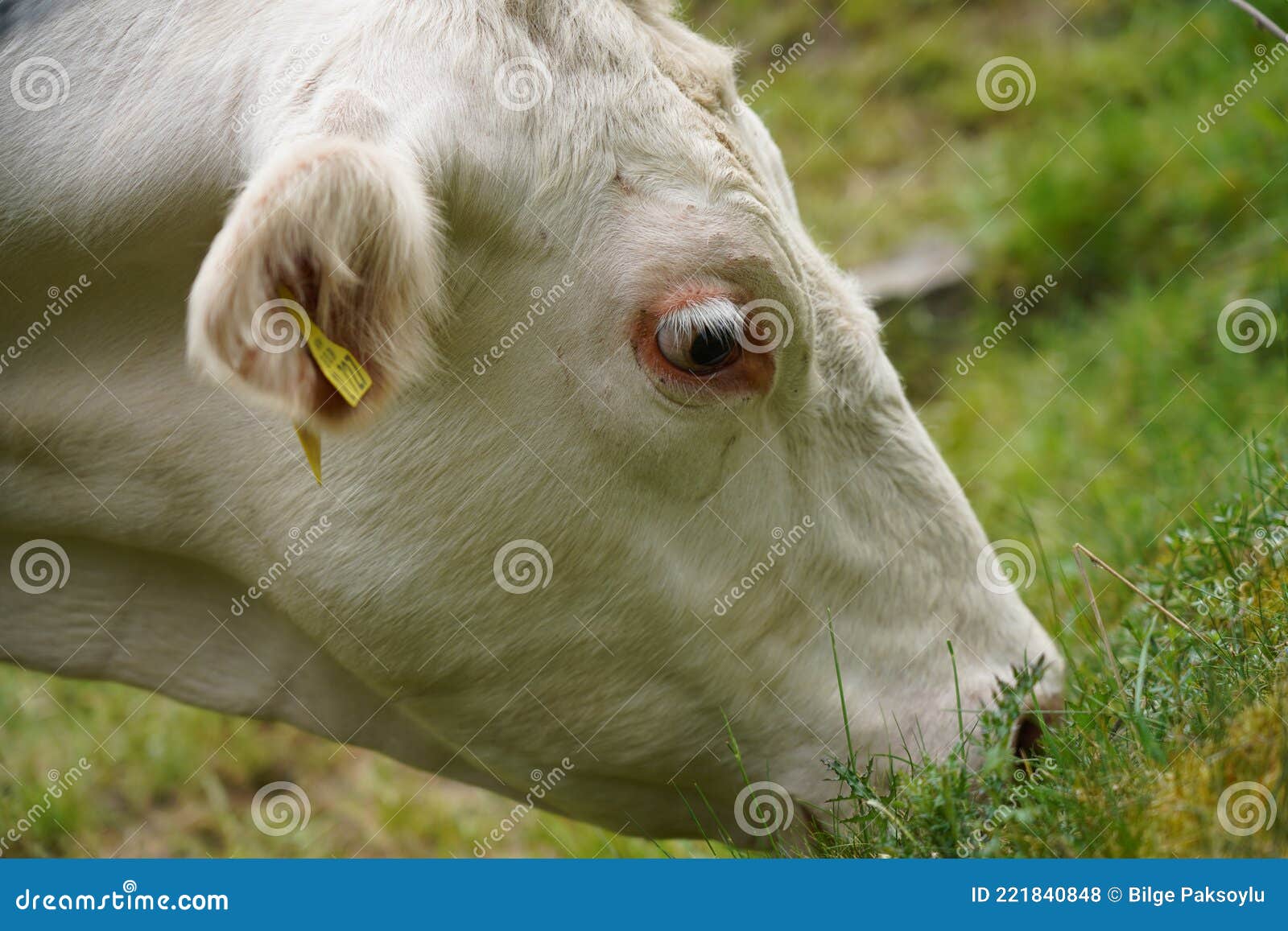 white cow portrait grazing in nature in hochsauerlandkreis germany