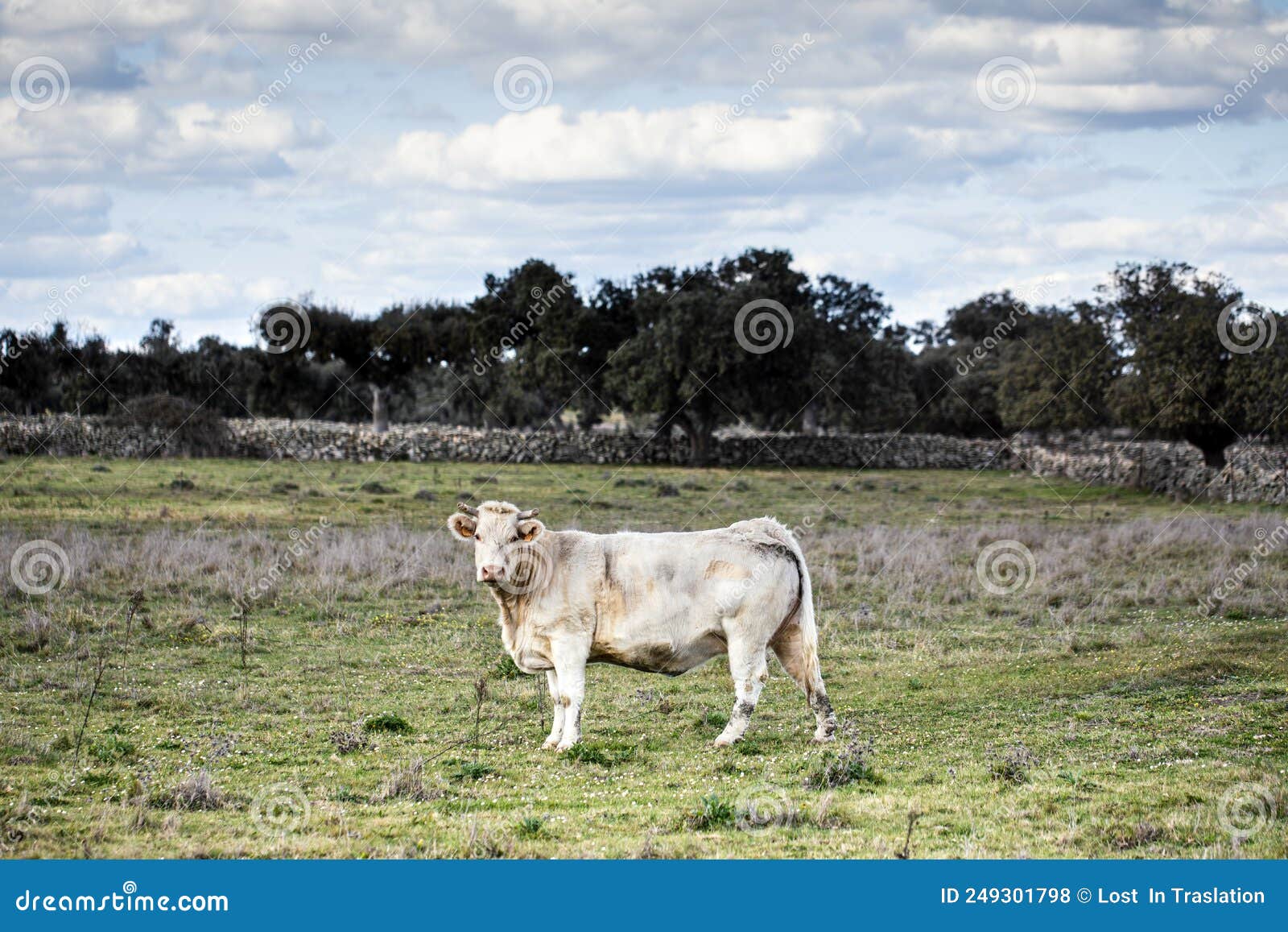 white cow grazing on a rustic farm with green meadows in spring. organic free-range cattle ranching in a field of green grass.