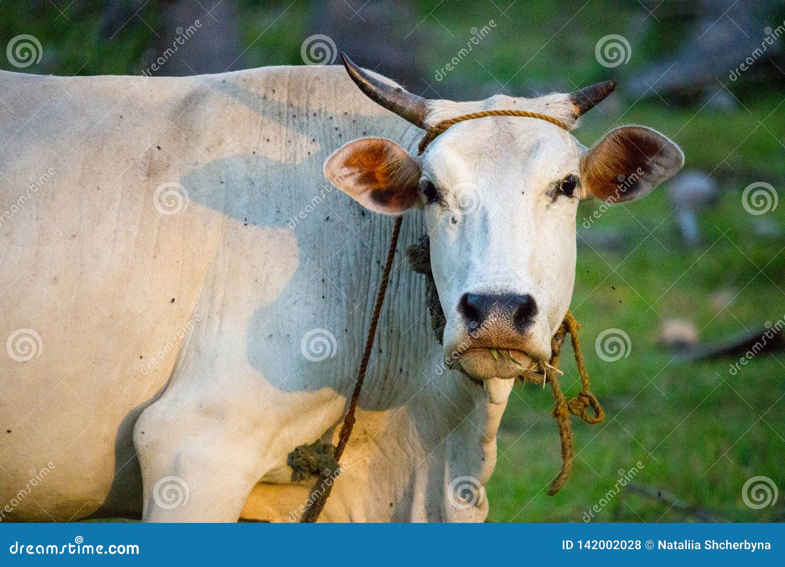 White Cow with Horns Looking at Camera in Summer Field. Cattle Farm  Concept. Rural Domestic Animal Stock Photo - Image of background, cute:  142002028