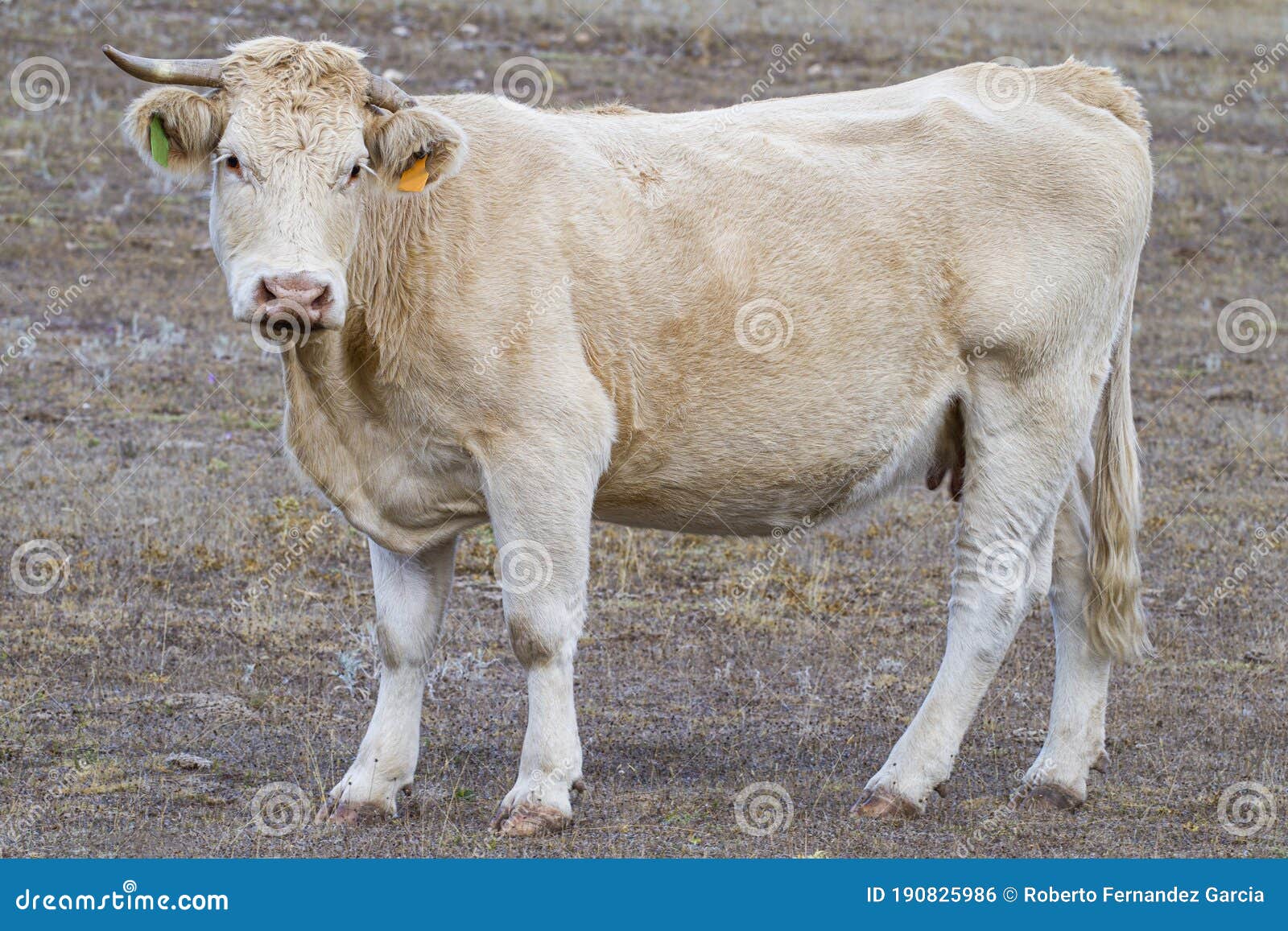 White cow in a pasture stock photo. Image of beef, horn 190825986