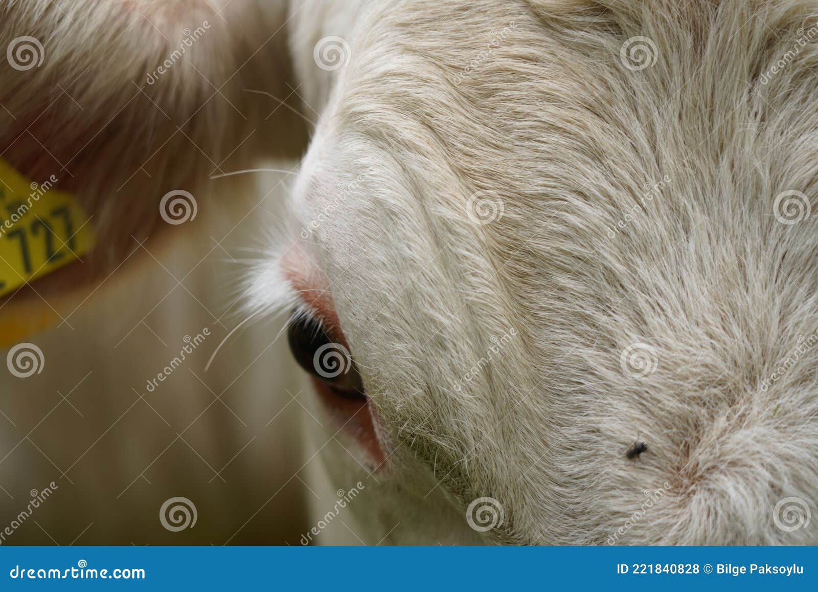 white cow portrait with one eye and fur