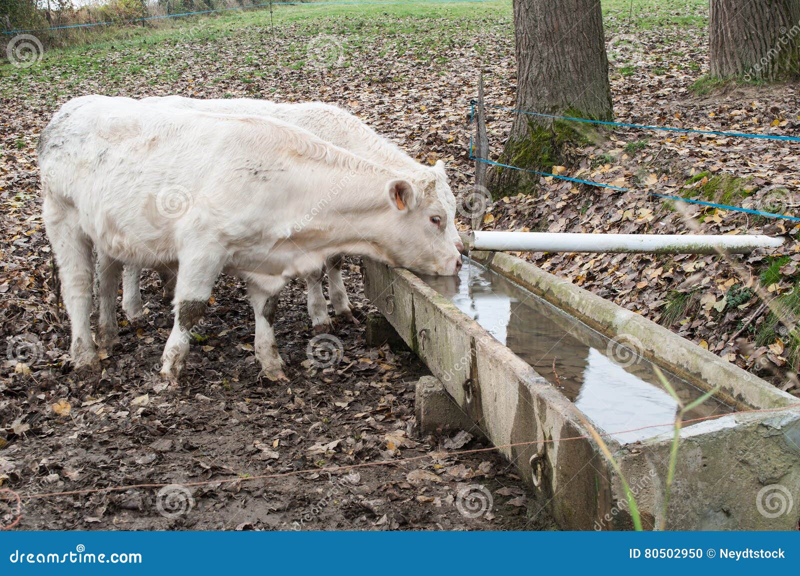 White cows drinking stock photo. Image of cows, blue 80502950
