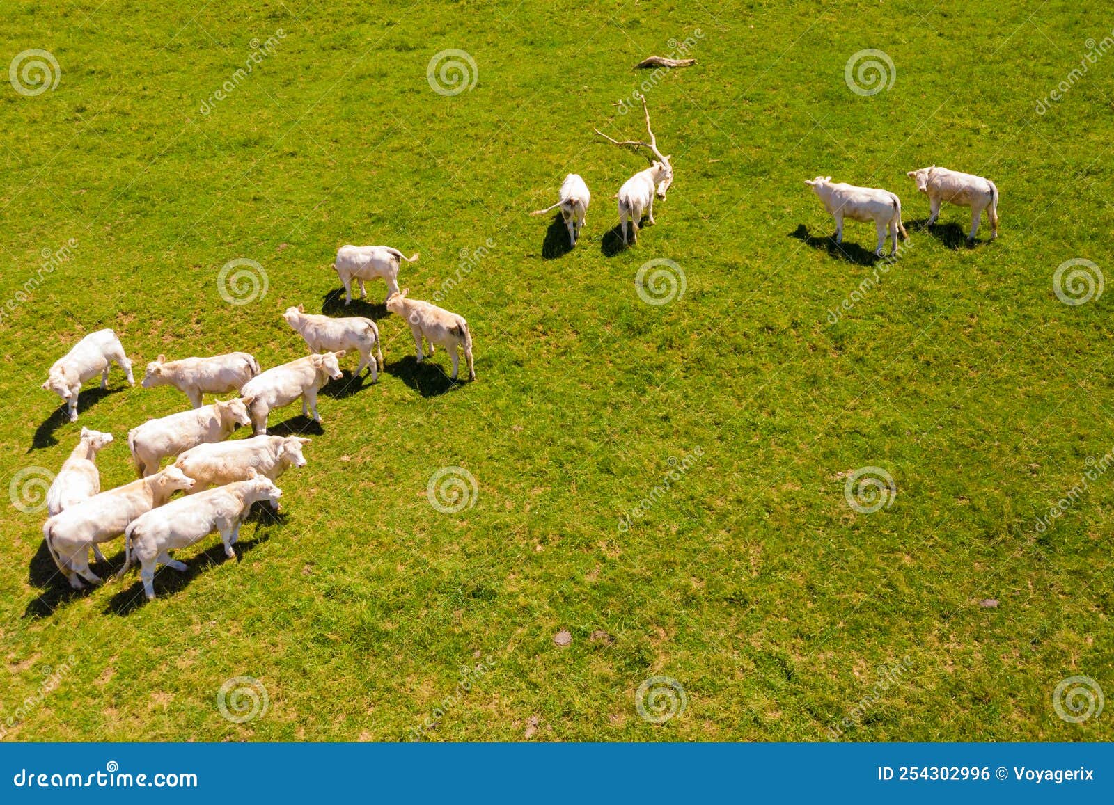 White Cows On Pasture, France. Aerial View Stock Photo - Image Of 