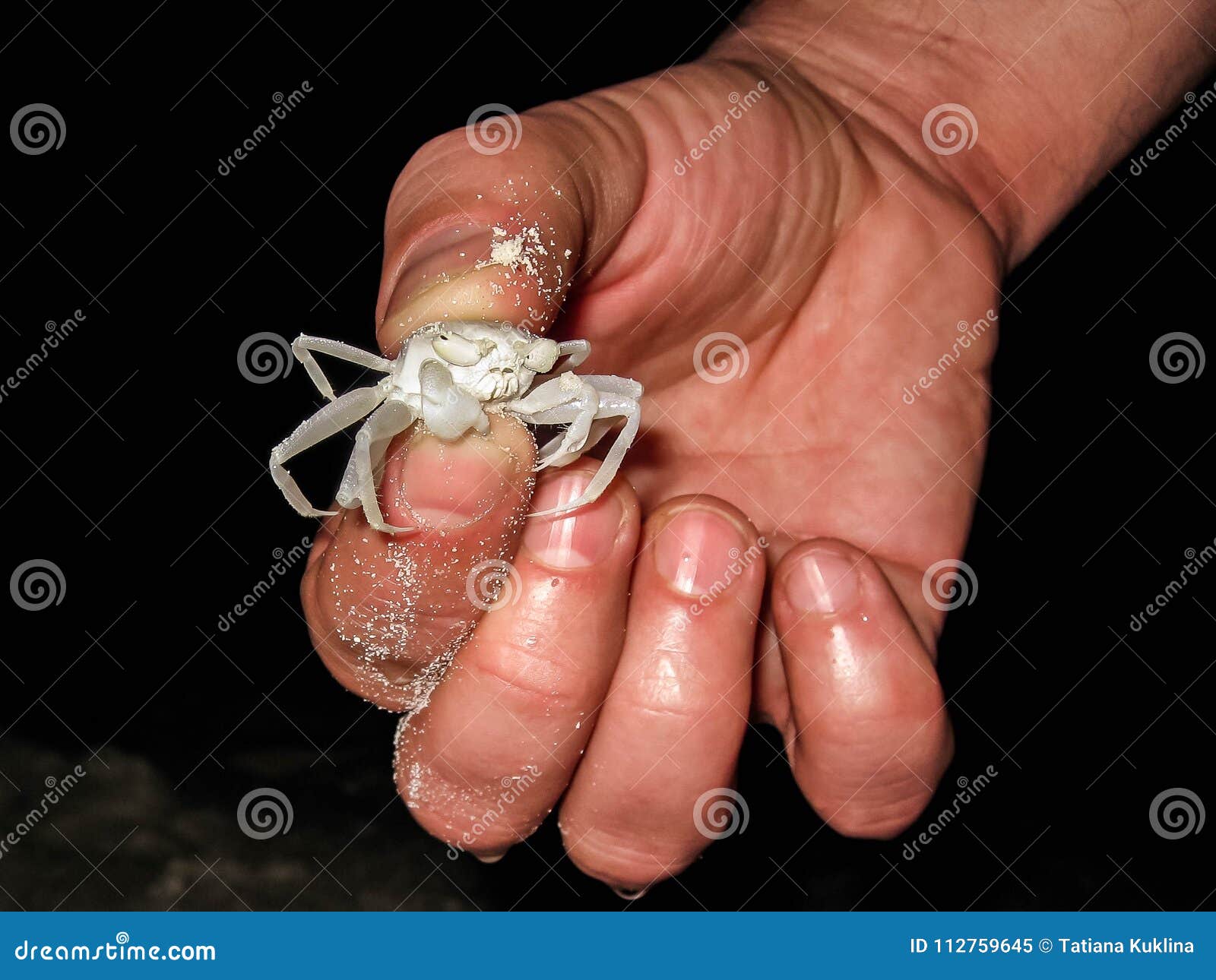 A White Crab in a Man`s Hand in Macro Stock Image Image of outdoor