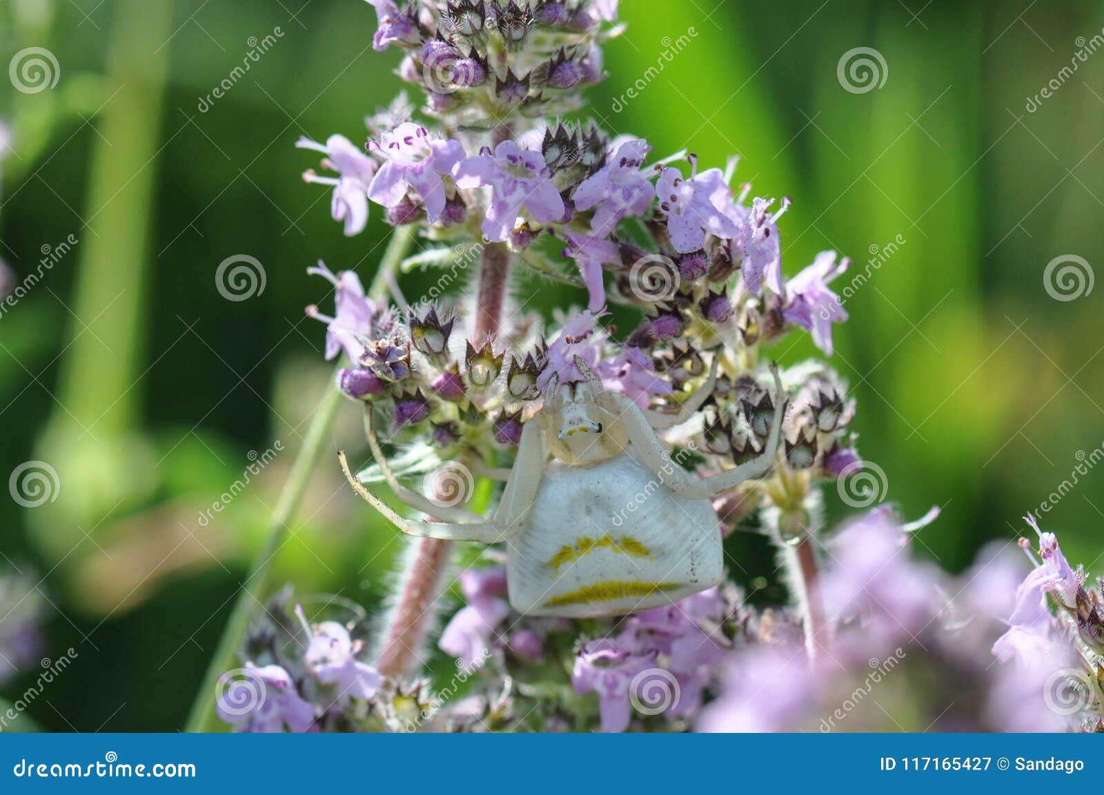 White crab spider stock image. Image of macro, background ...