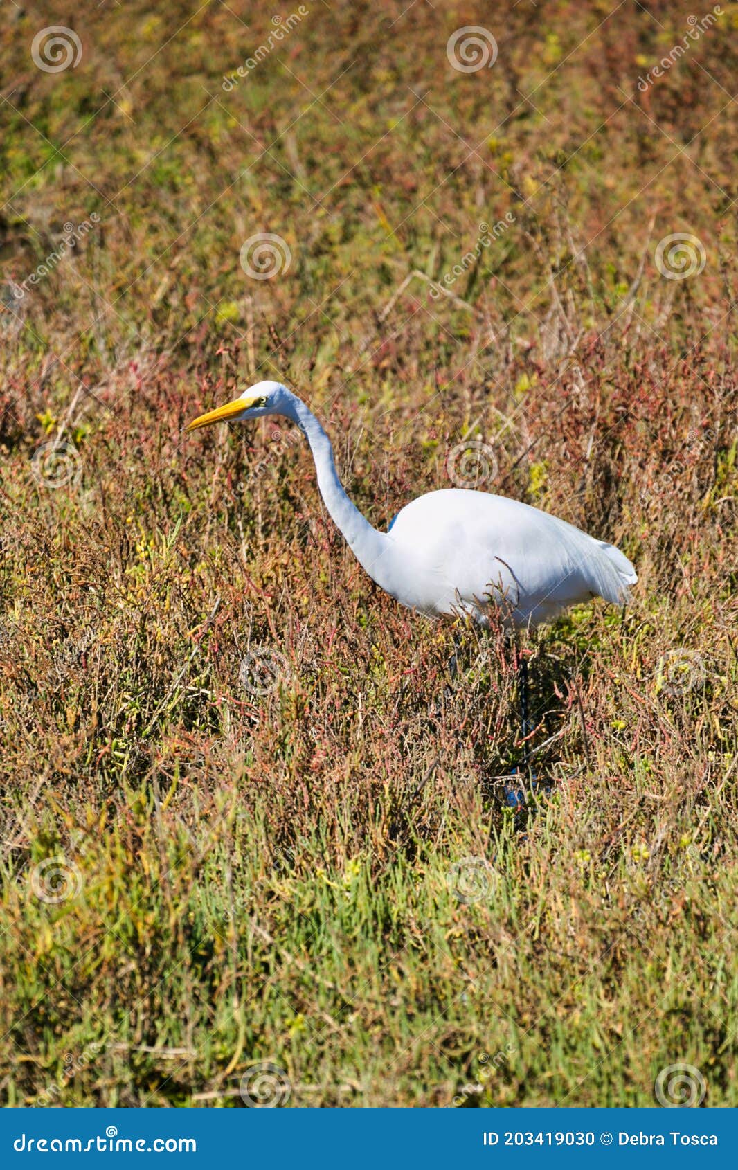 white crane bird bolsa chica ecological reserve