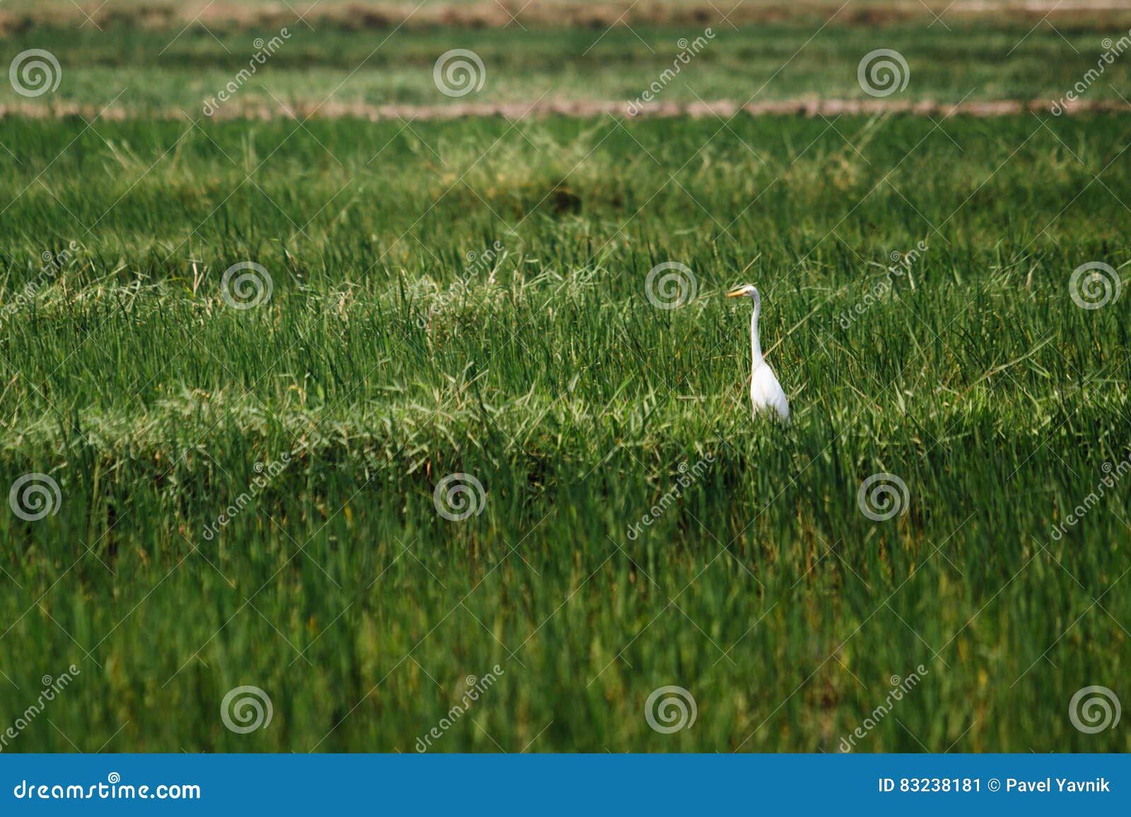 White Crane Bird Stork in the Field Stock Image Image of cloud, bird