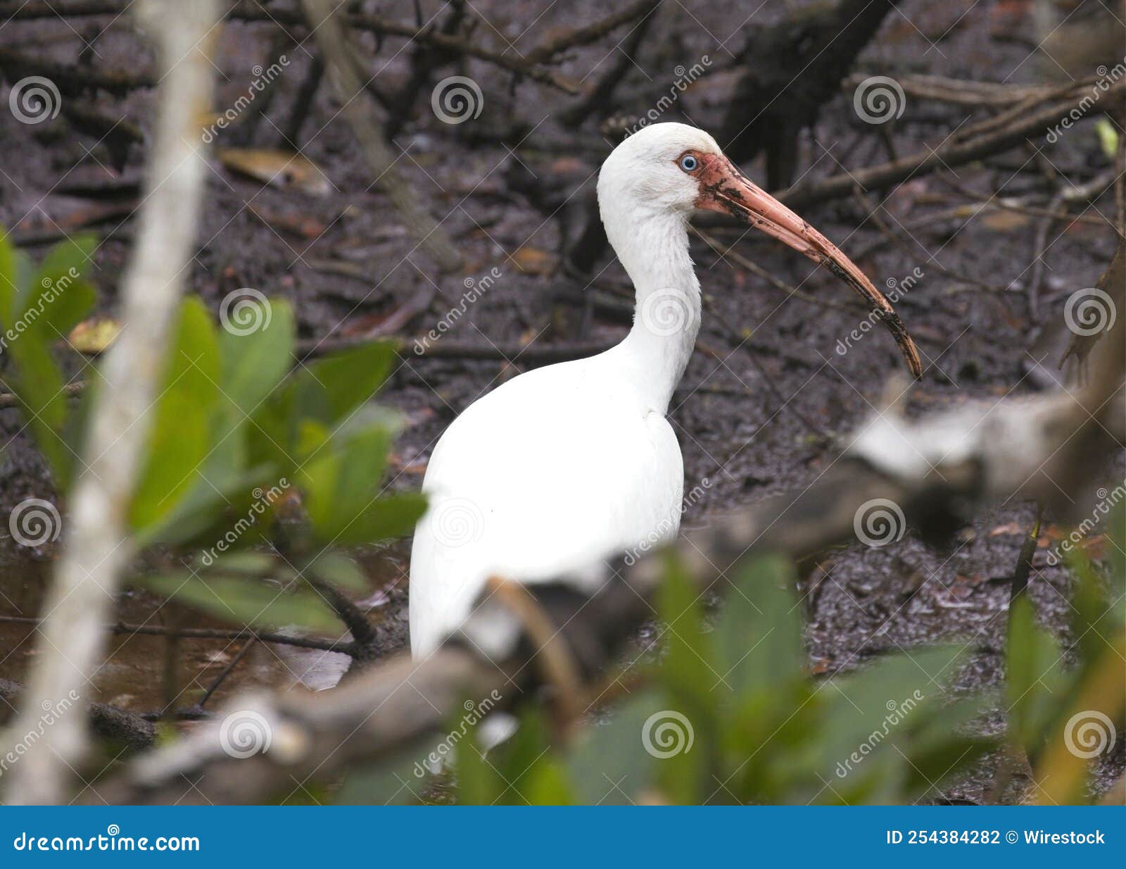 White Crane Walking on the Forest Stock Photo Image of animal