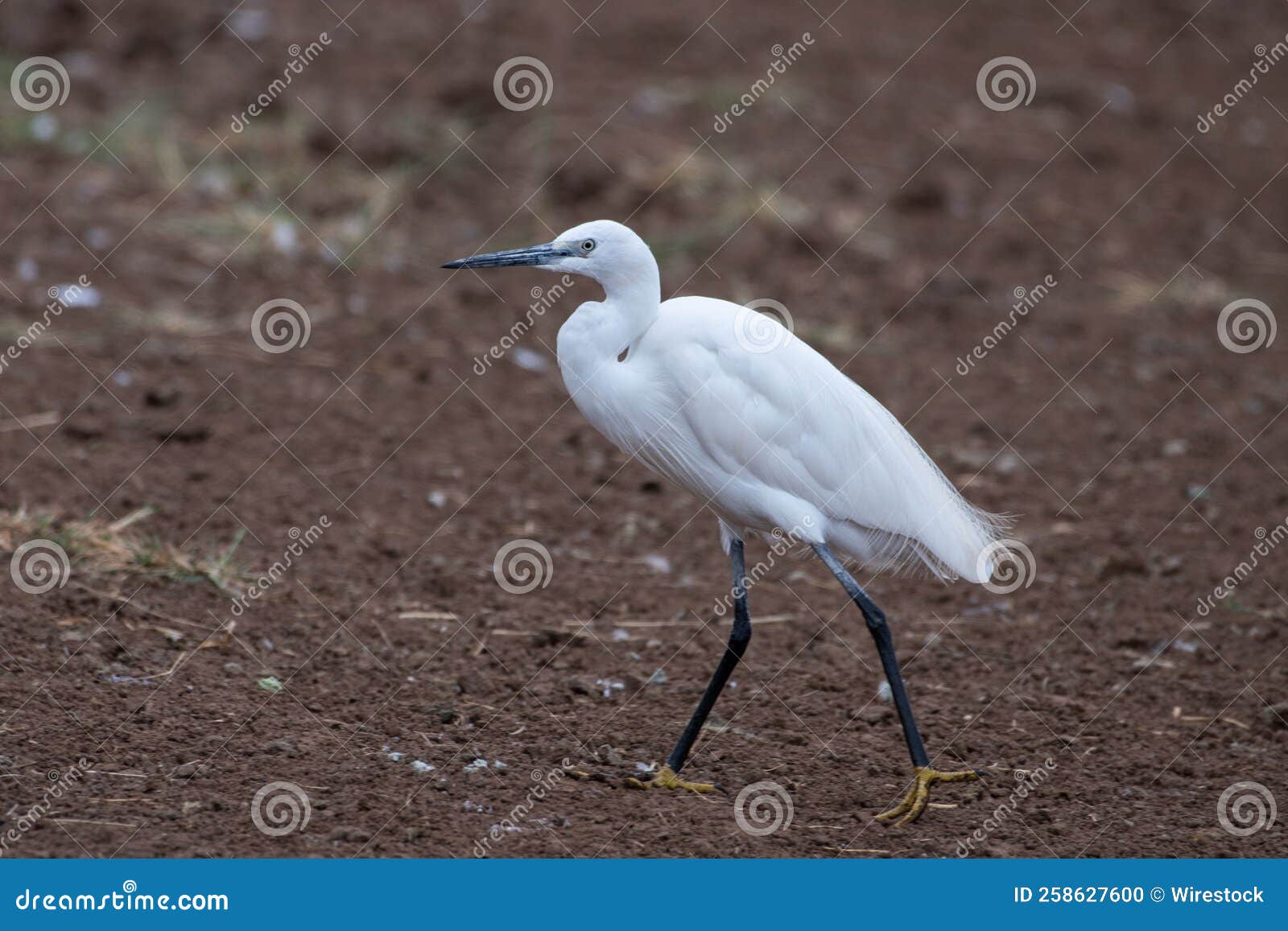 White Crane Walking on the Sand Stock Photo Image of nature, crane