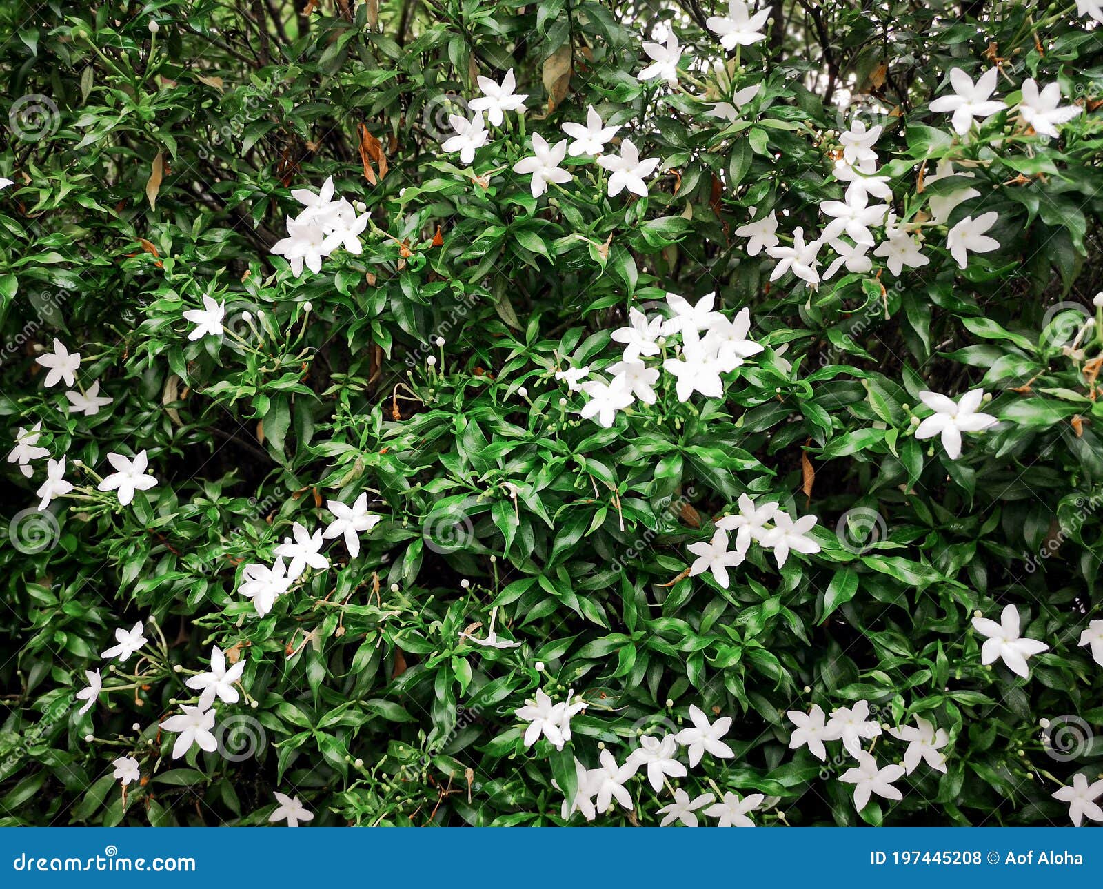 White Crape Jasmine Flower or Pinwheel Flower in Nature Garden ...