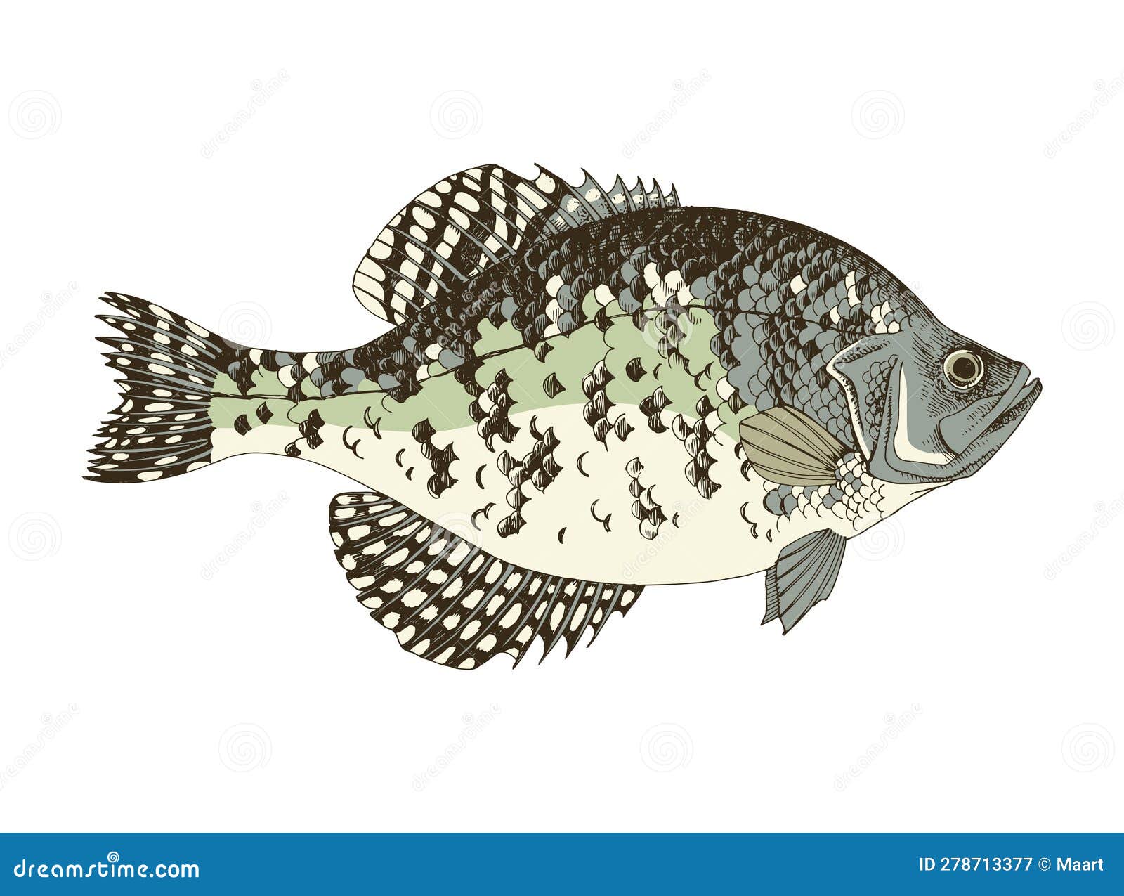 White Crappie. Fresh Water Fish Stock Vector - Illustration of nature,  isolated: 278713377