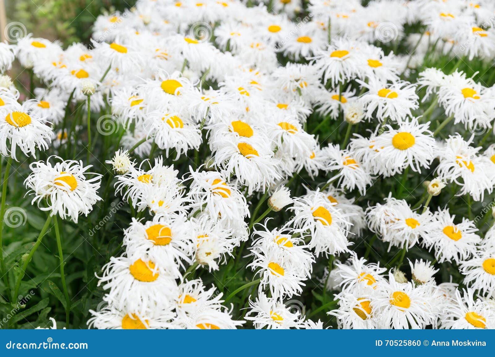 White Crazy Ox Eye Daisy Background Stock Photo - Image of meadow