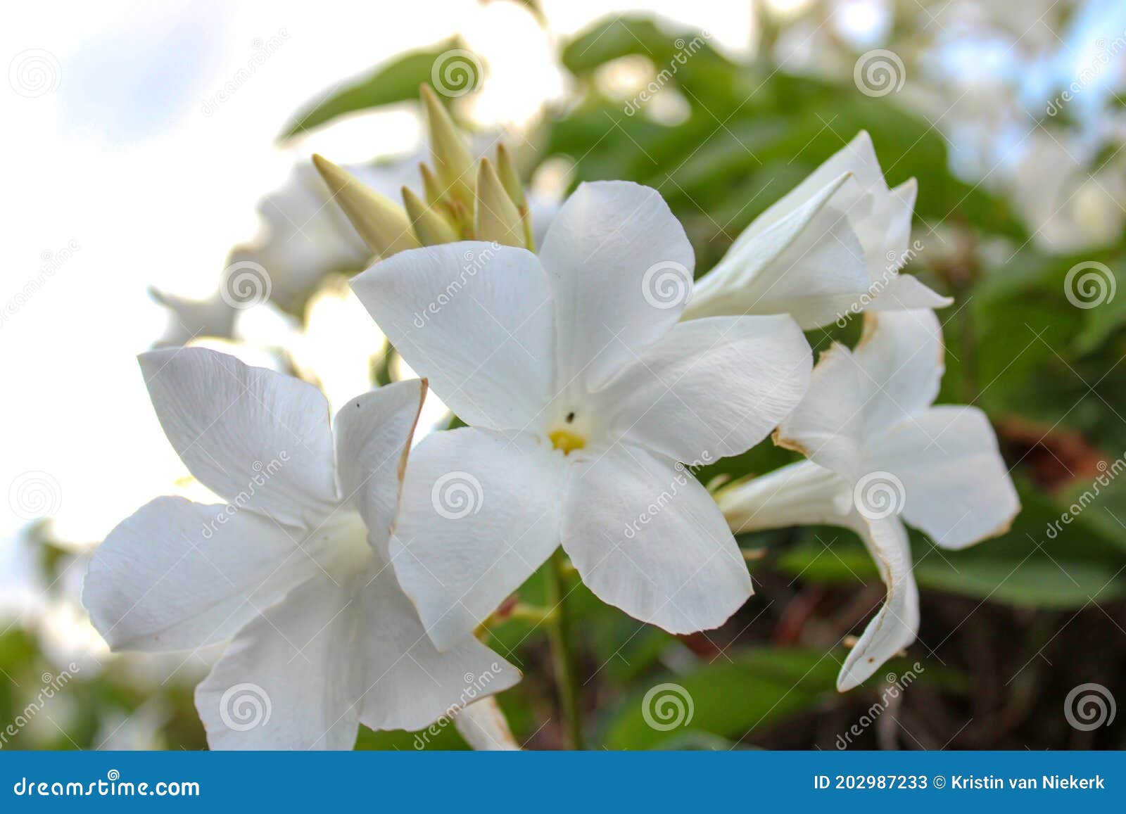 White Creeper Flowers at Sunset Stock Image Image of pettals, leaves