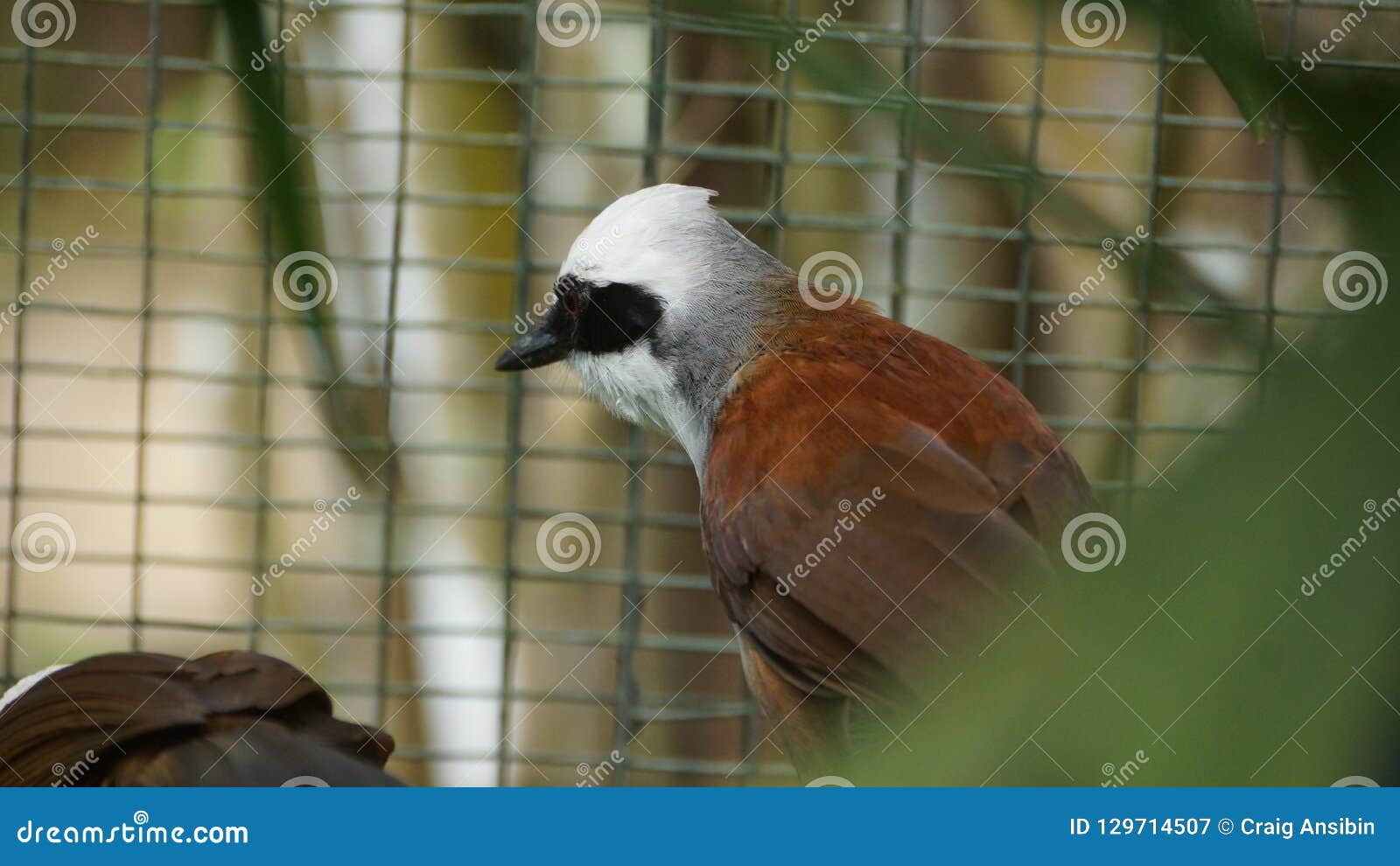 white-crested laughing thrushes