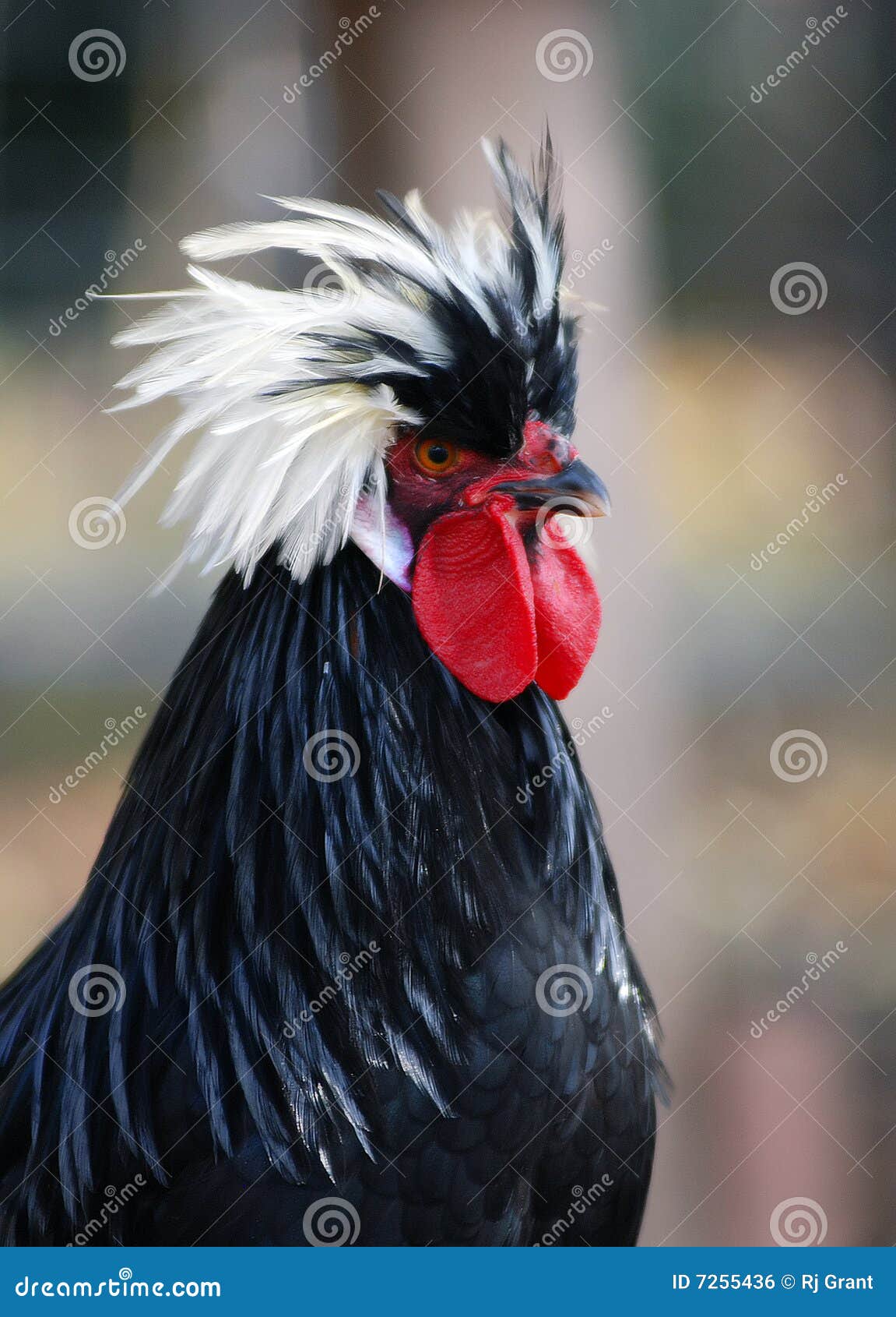 Ginger Rooster With The Red Crest And Wattle Stock Photo, Picture and  Royalty Free Image. Image 655406.