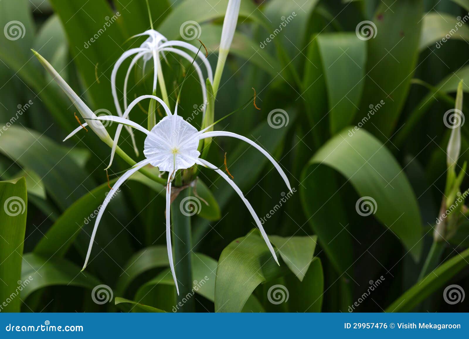 Crinum Lily, Cape Lily, Poison Bulb, Spider Lily. RoyaltyFree Stock