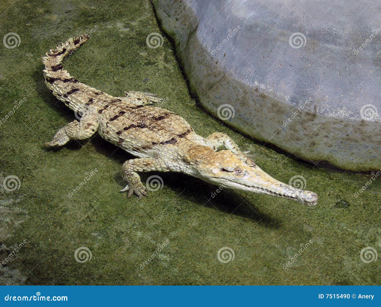 White crocodile. stock photo. Image of unit, nature, albino 7515490