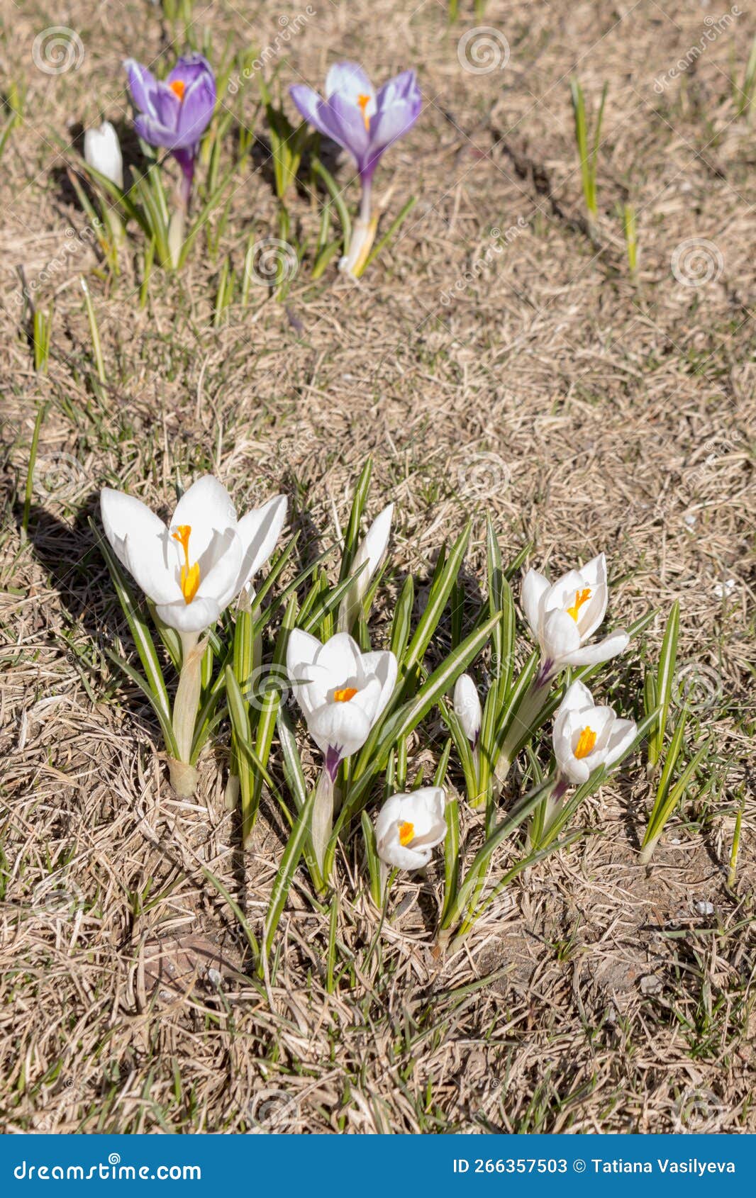 white crocus flowers grow in the garden in spring day.