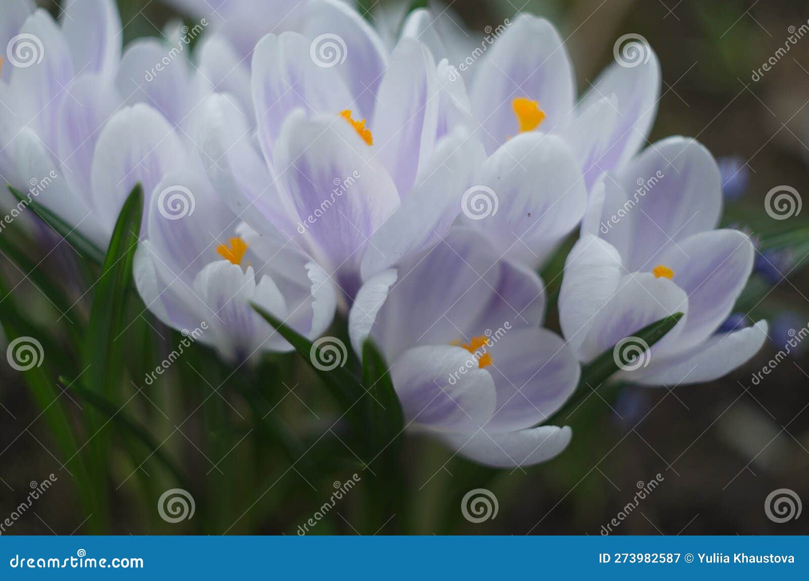 white crocuses growing on the ground in early spring. first spring flowers blooming in garden. spring meadow full of