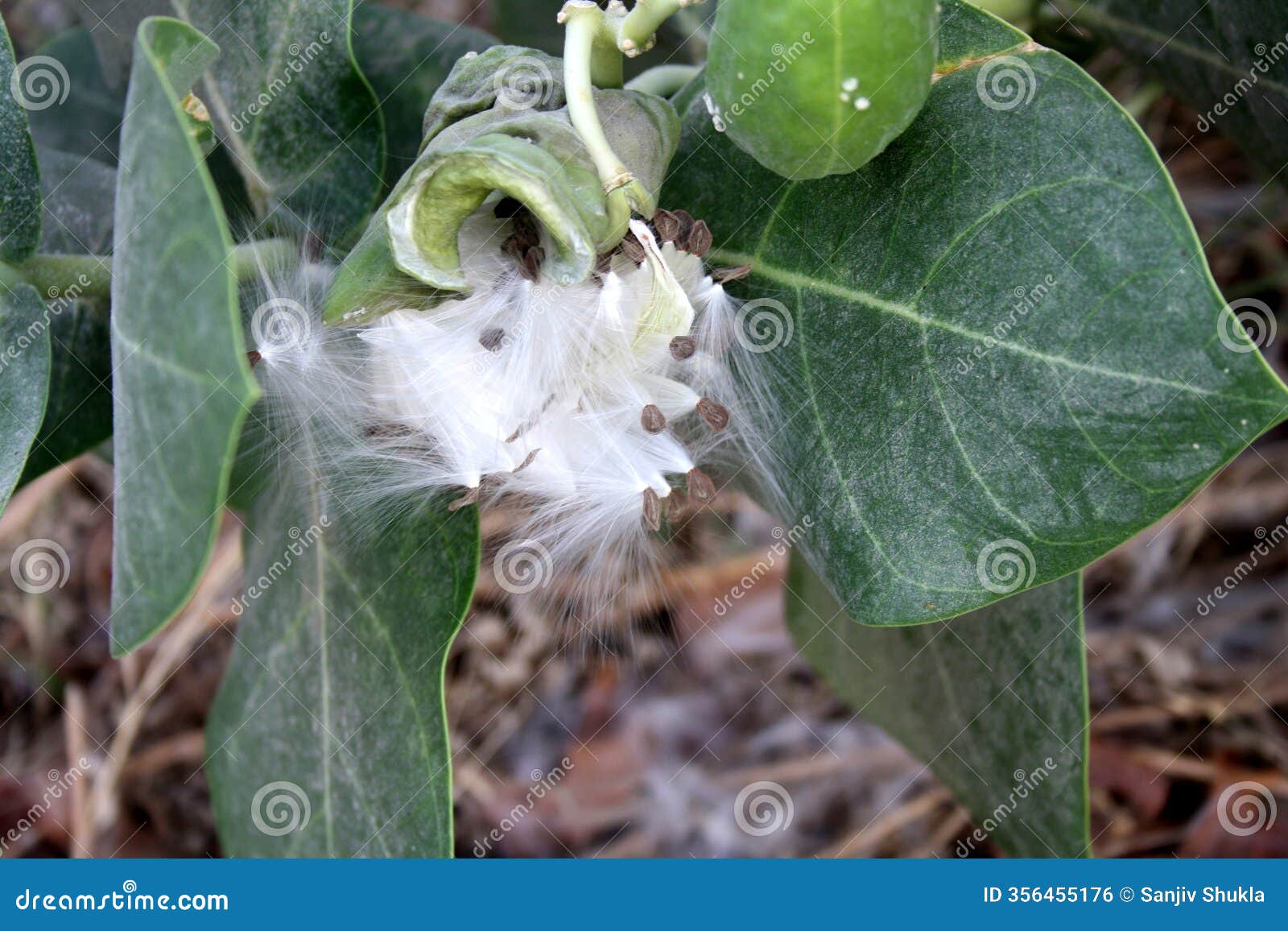 white crown flower (calotropis gigantea) seeds in the process of dispersal after fruits splits open.