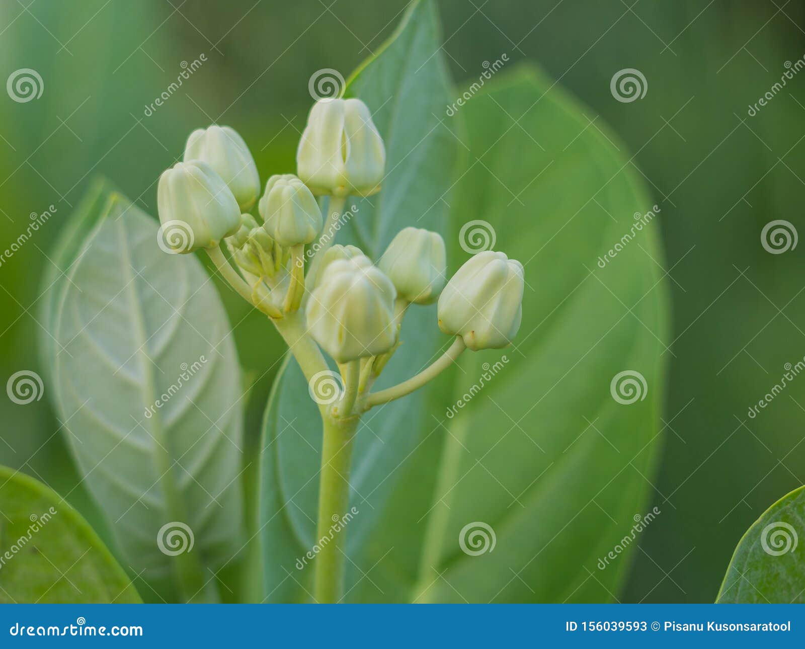 White crown flowers stock image. Image of green, beautiful 156039593