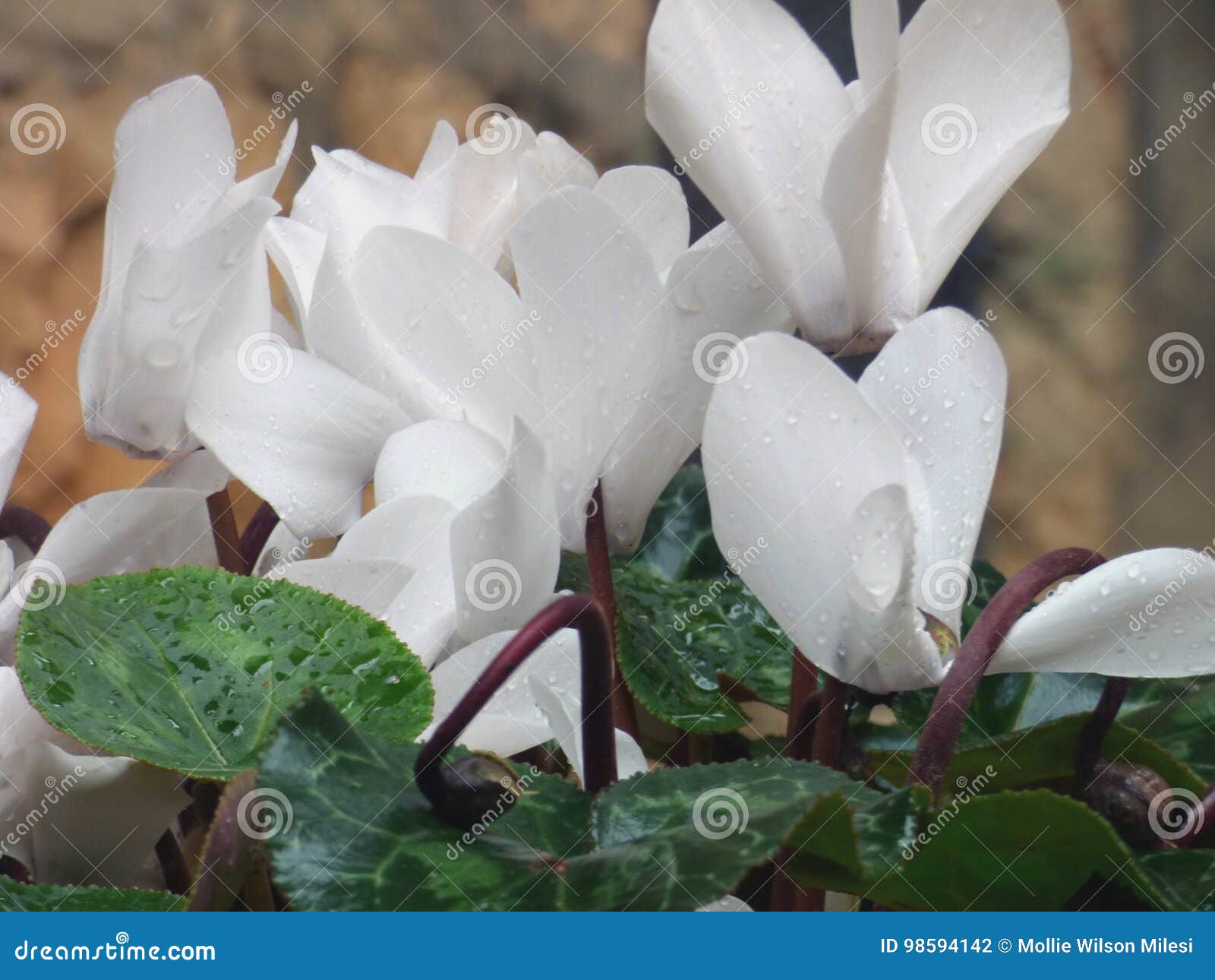 125 Cyclamen Blossoms Stock Photos - Free & Royalty-Free Stock Photos from  Dreamstime