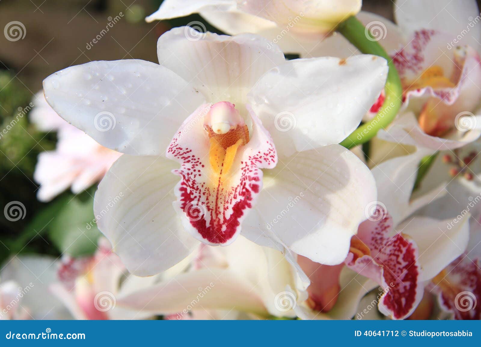 White cymbidium orchids stock photo. Image of arrangement - 40641712