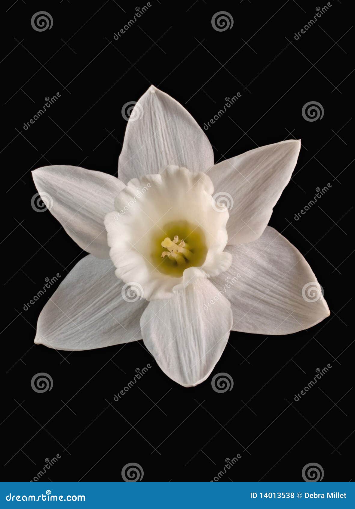 White daffodil stock photo. Image of scent, detail, pollenators 14013538