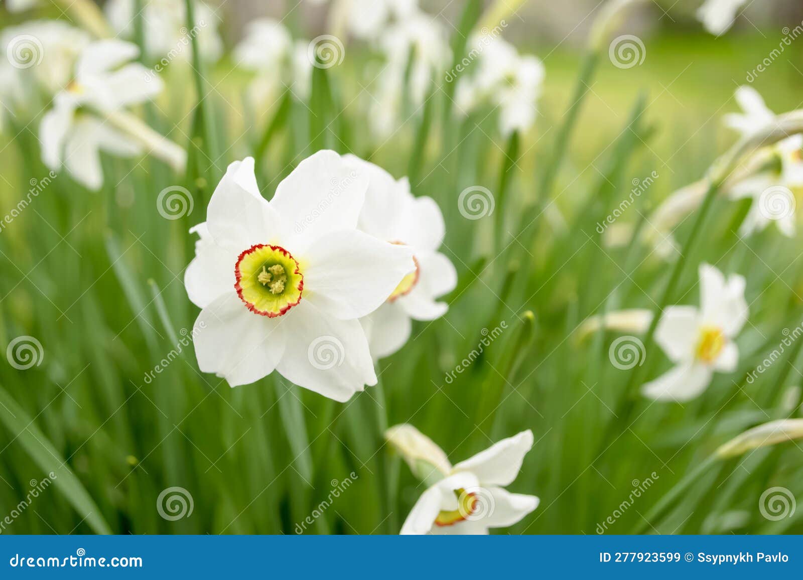 White Daffodil in a Flower Bed. White Daffodils with a Yellow Core. a