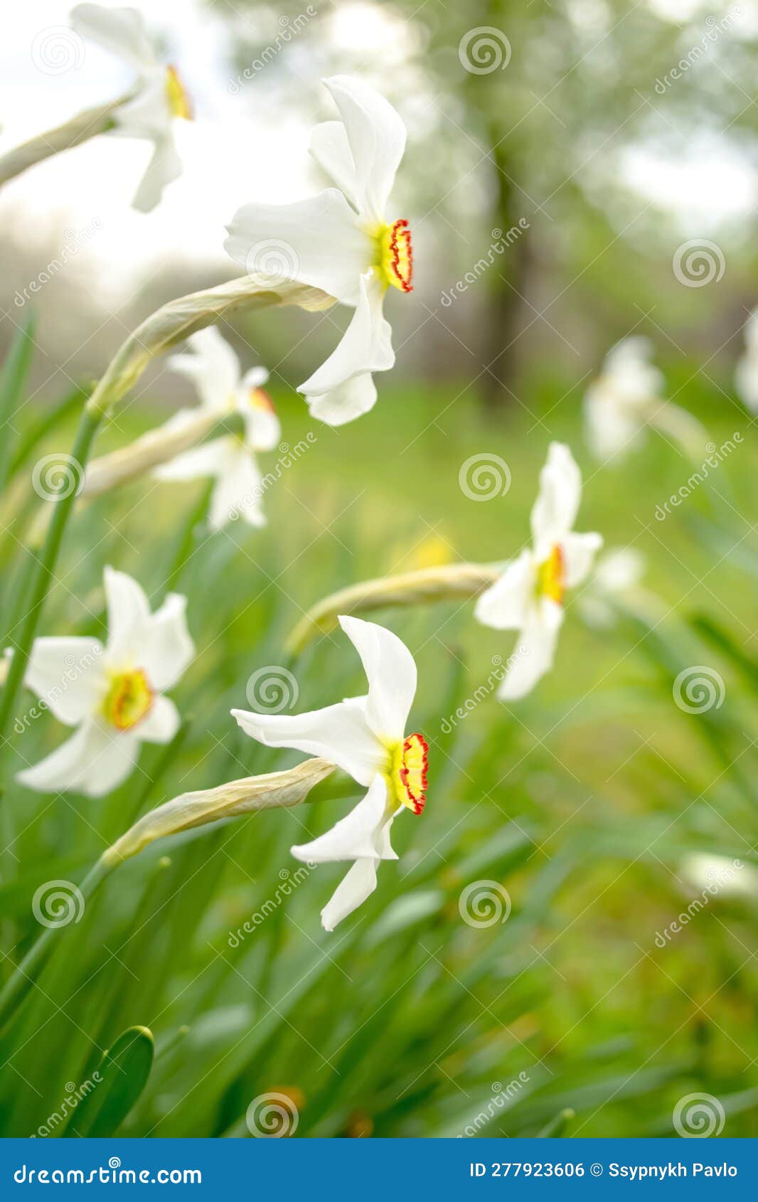 White Daffodil in a Flower Bed. White Daffodils with a Yellow Core. a