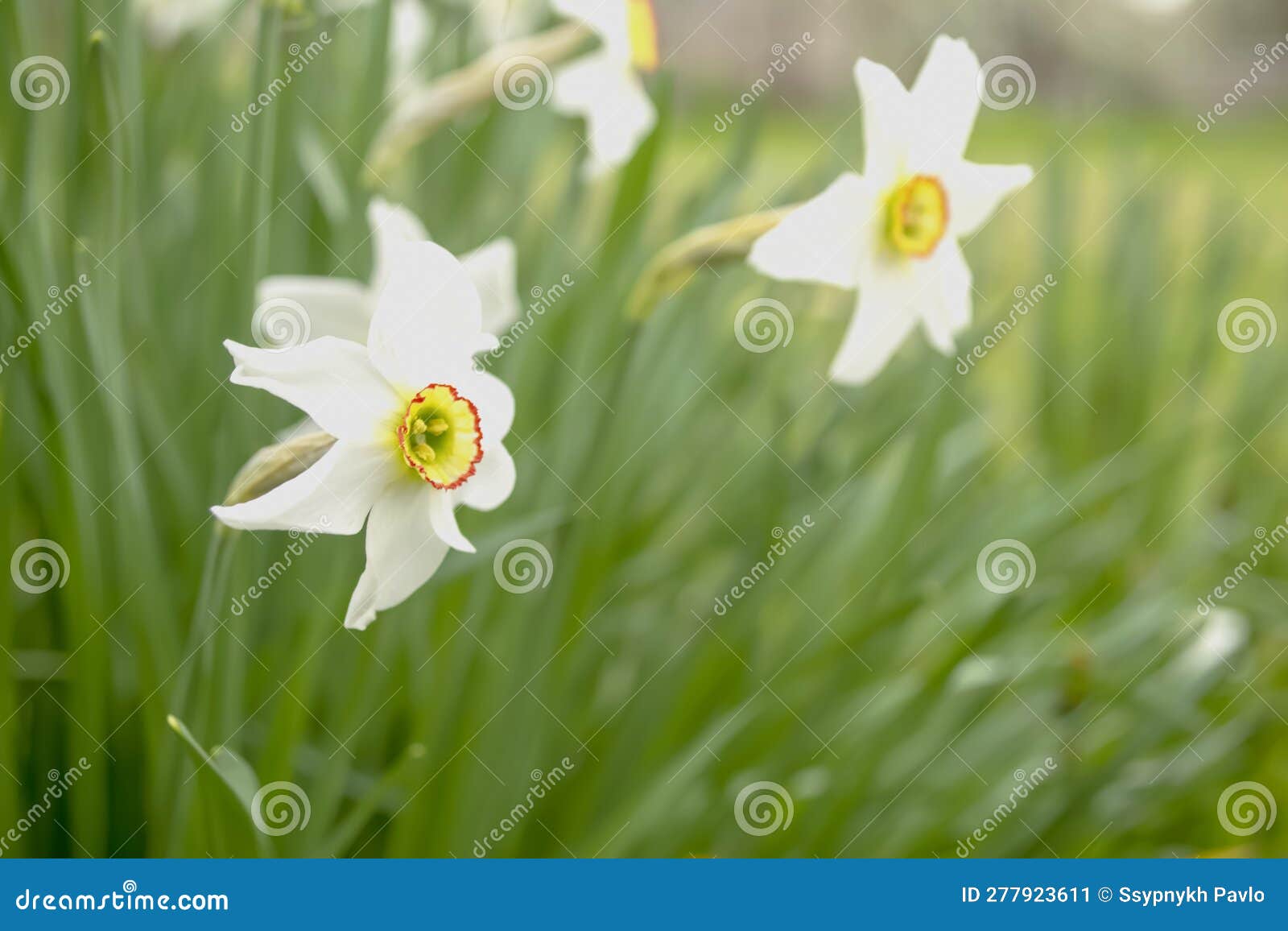 White Daffodil in a Flower Bed. White Daffodils with a Yellow Core. a