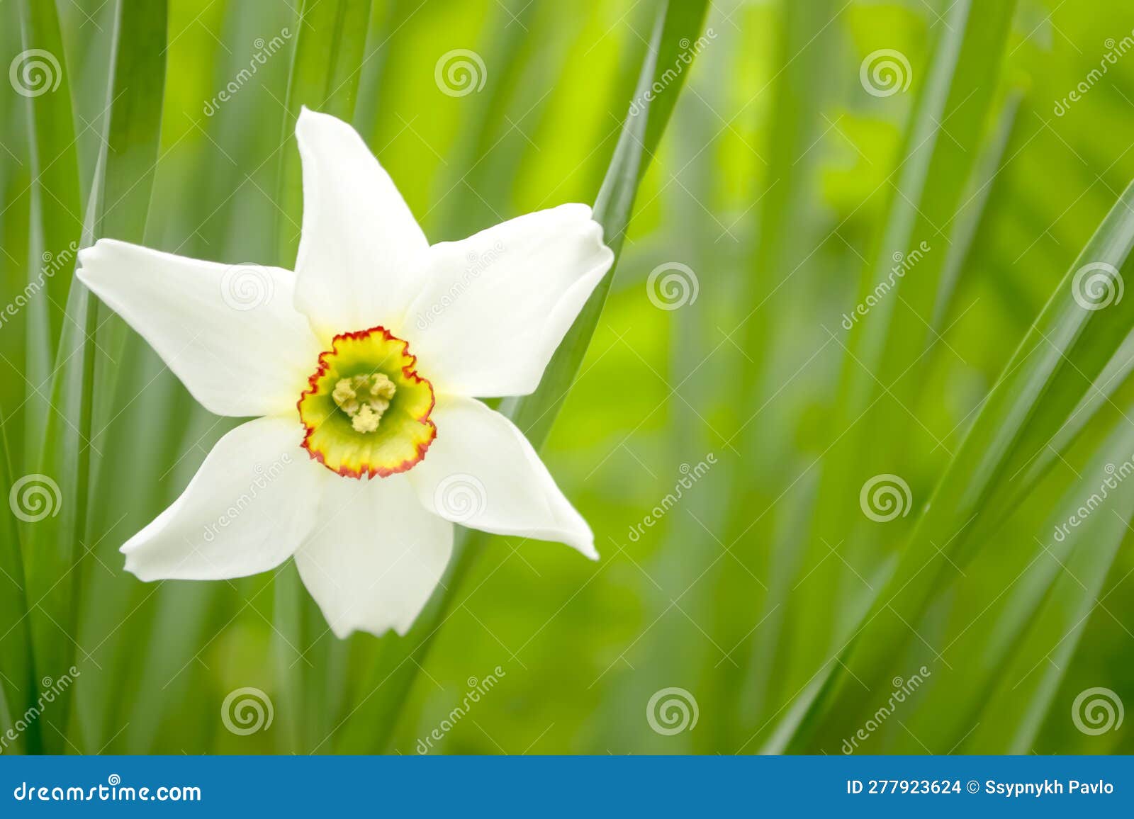 White Daffodil in a Flower Bed. White Daffodils with a Yellow Core. a