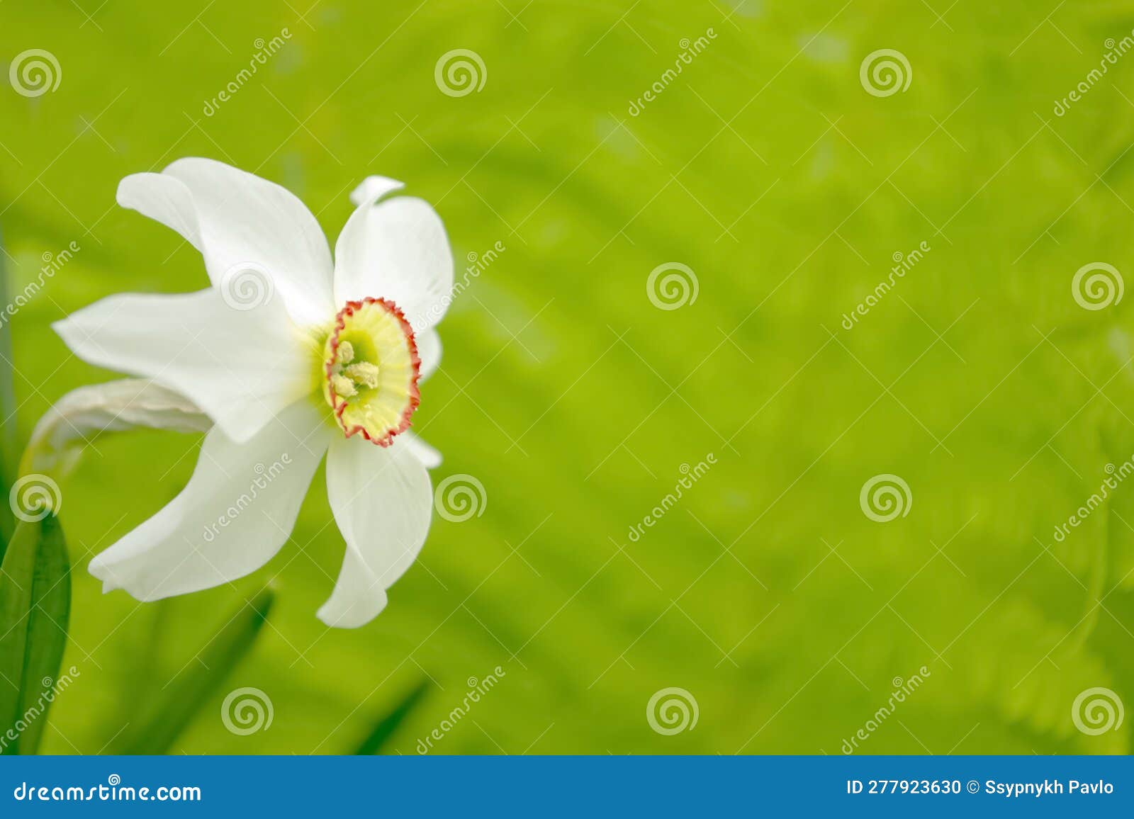 White Daffodil in a Flower Bed. White Daffodils with a Yellow Core. a