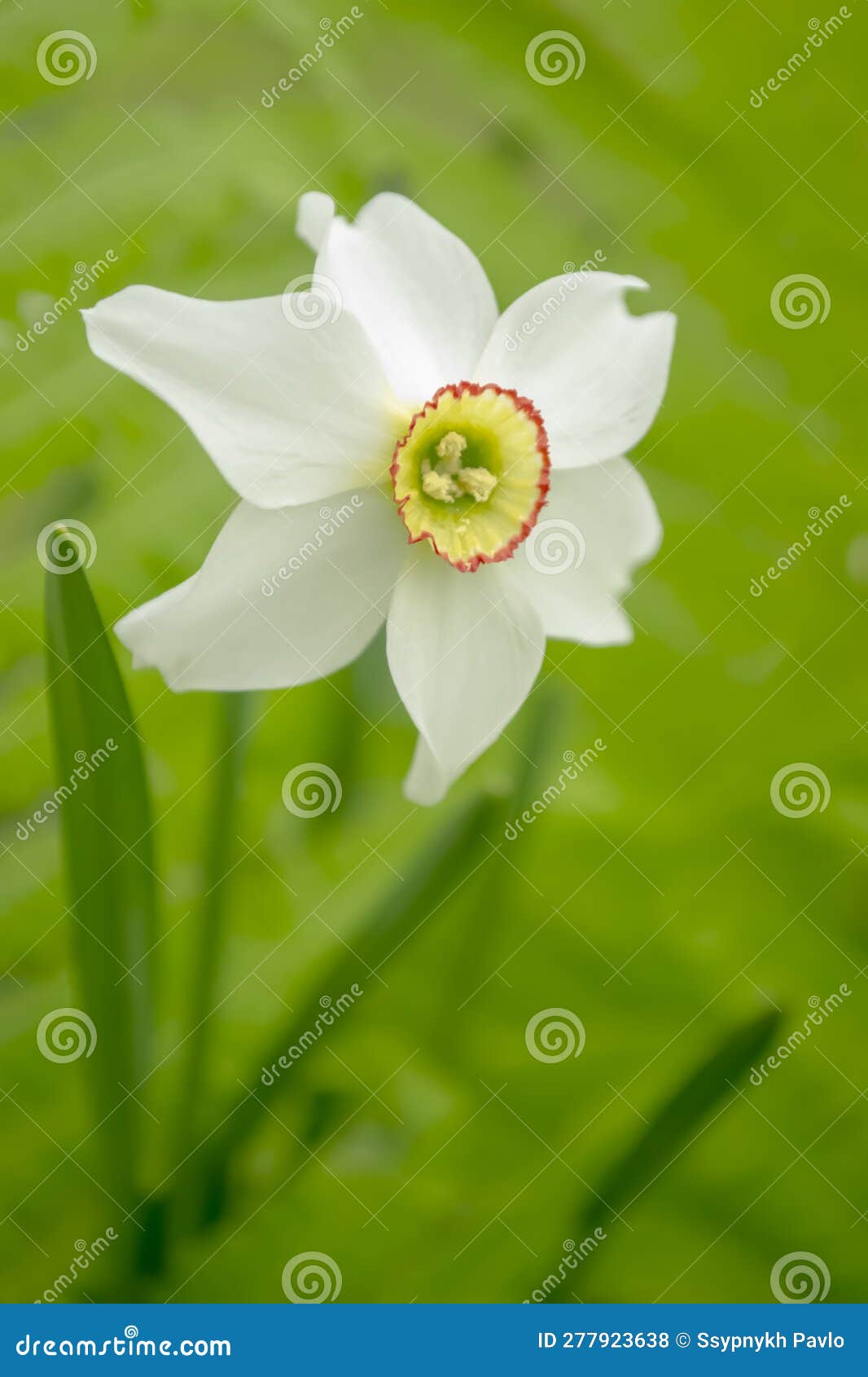 White Daffodil in a Flower Bed. White Daffodils with a Yellow Core. a