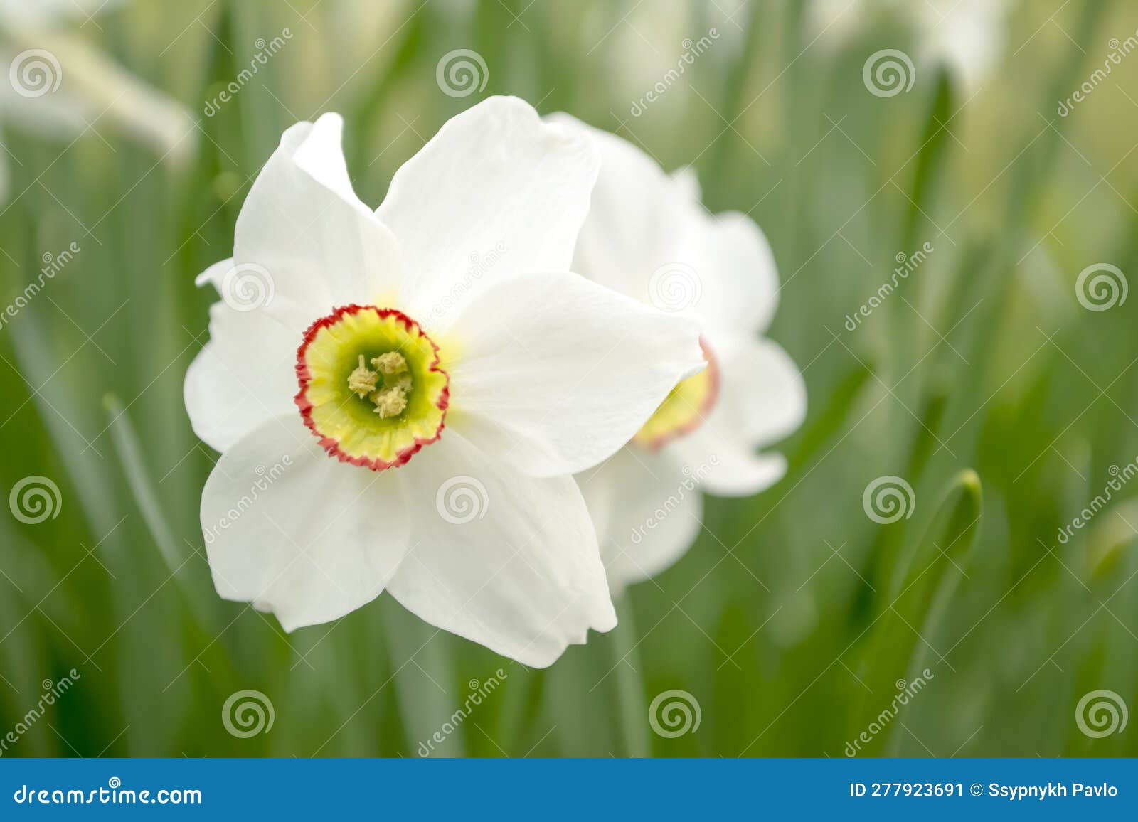 White Daffodil in a Flower Bed. White Daffodils with a Yellow Core. a