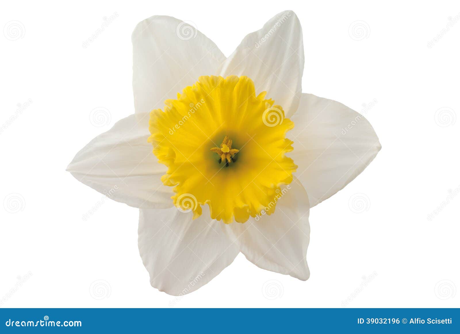 White daffodil stock photo. Image of closeup, daffodil - 39032196