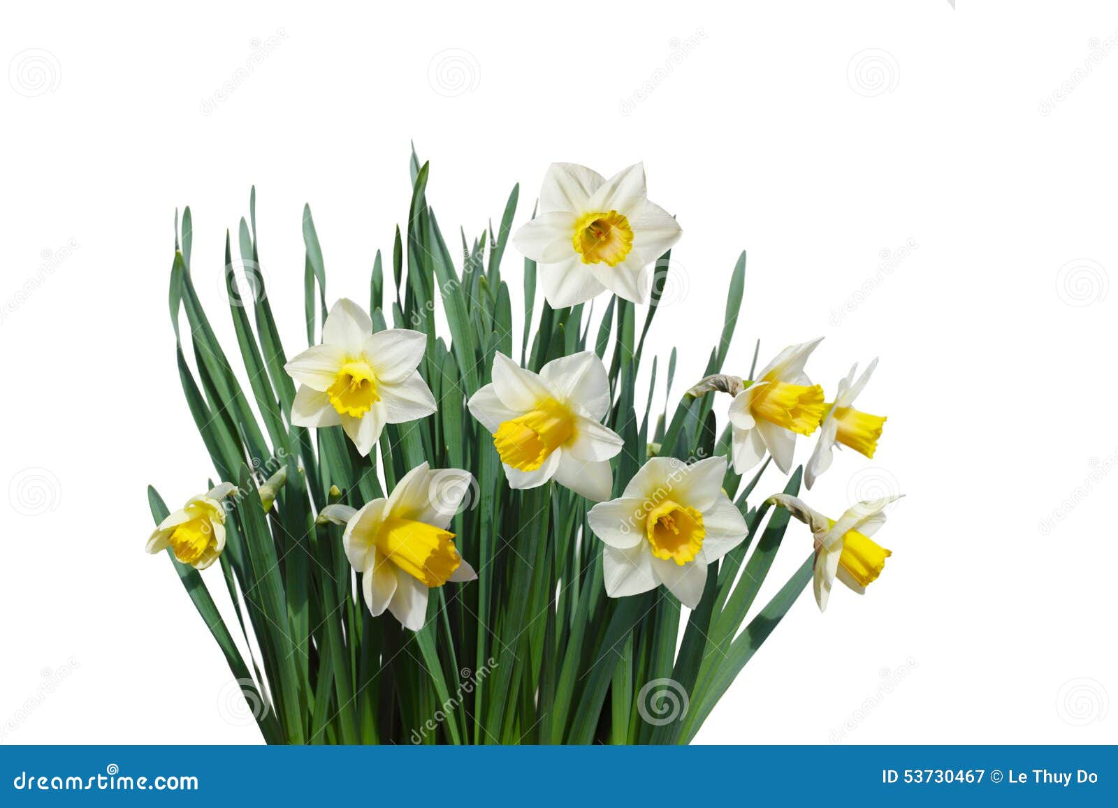 White Daffodil stock image. Image of white, jonquil, green 53730467