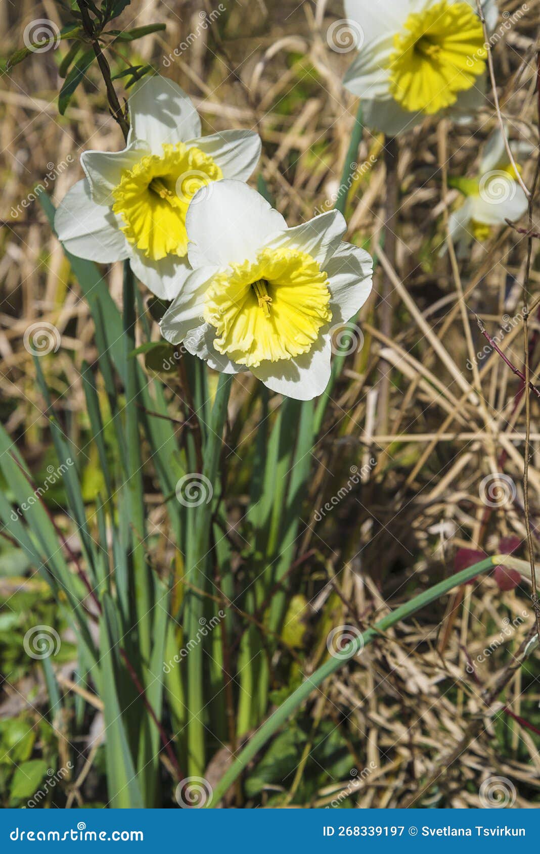 White Daffodils Blooming on the Sunlight in the Spring Garden; Stock