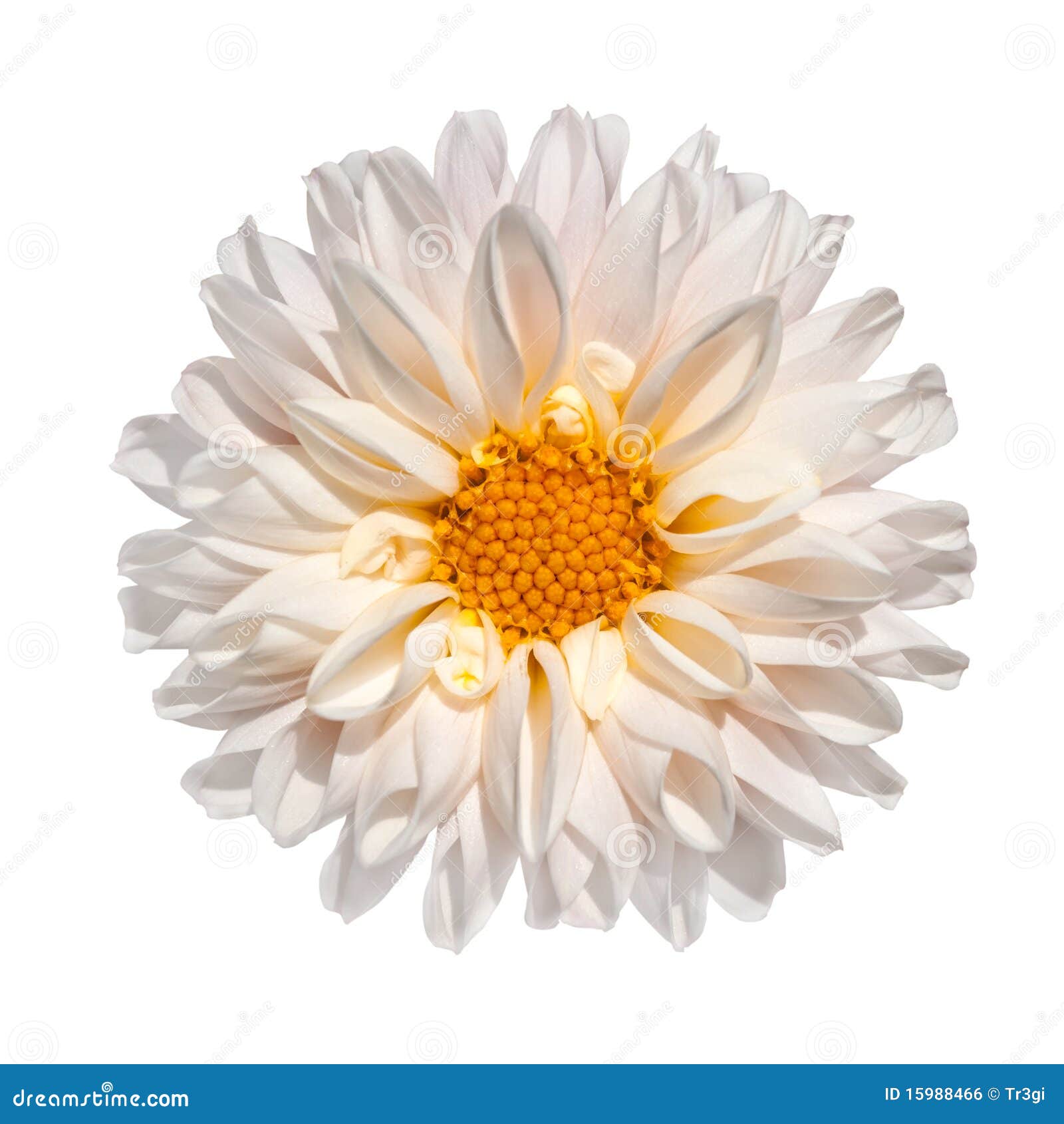 My Image 26