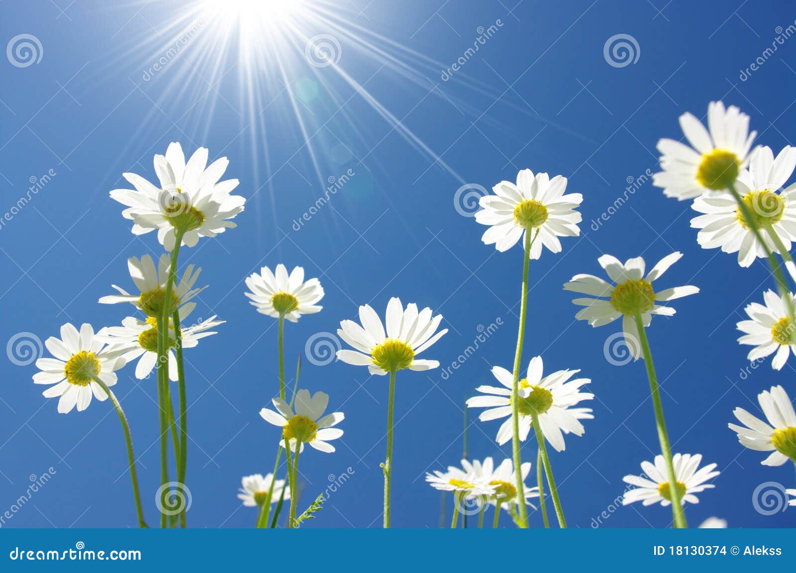 White daisies stock photo. Image of blue, plant, beautiful 18130374