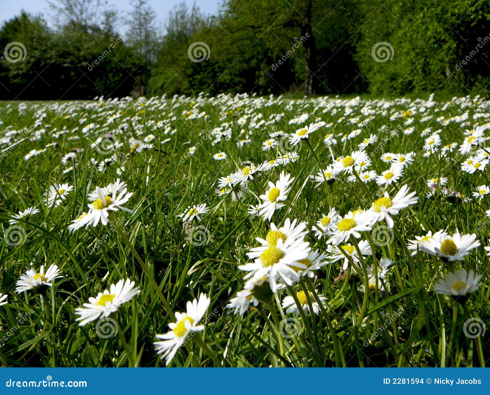 White daisies stock photo. Image of botany, meadow, floral 2281594